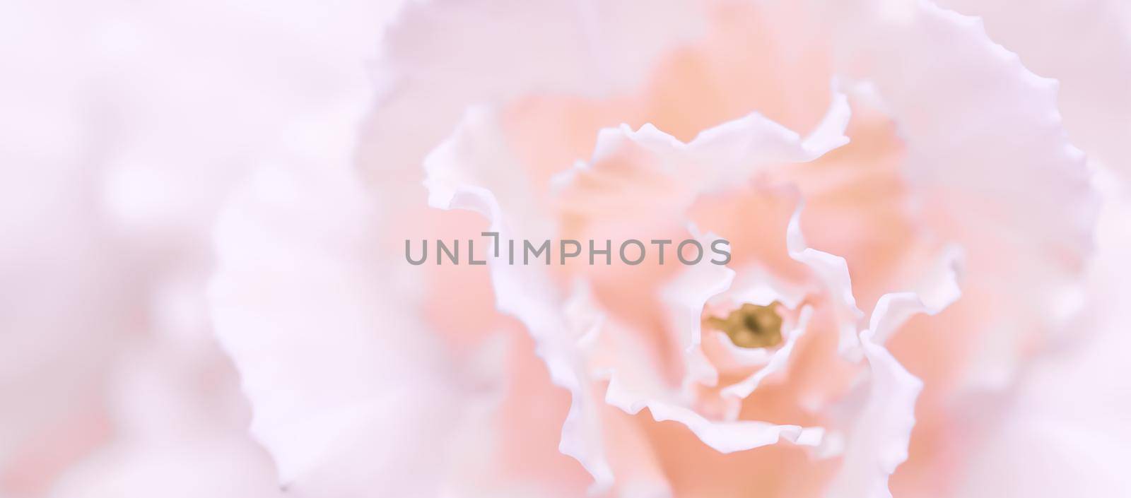 Abstract floral background, pale pink carnation flower. Macro flowers backdrop for holiday brand design by Olayola