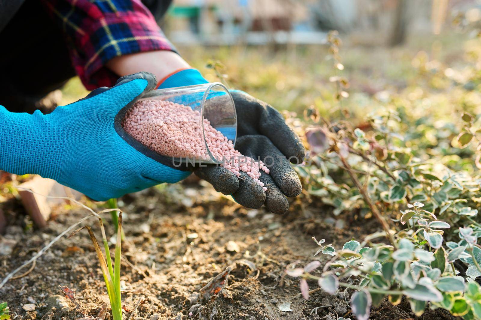 Fertilizing plants in spring garden with chemical mineral graduated fertilizers. Close-up of hands pouring granules on a flower bed