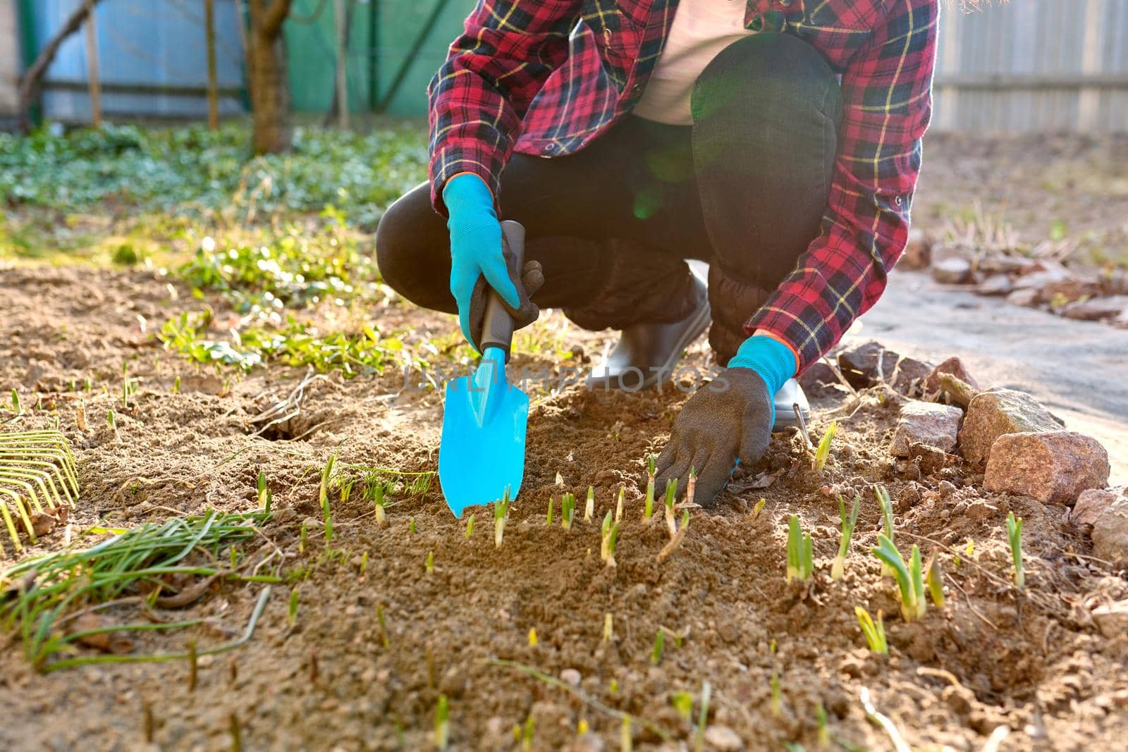 Seasonal spring gardening, woman's hands with tools on a flower bed with sprouting flowers by VH-studio