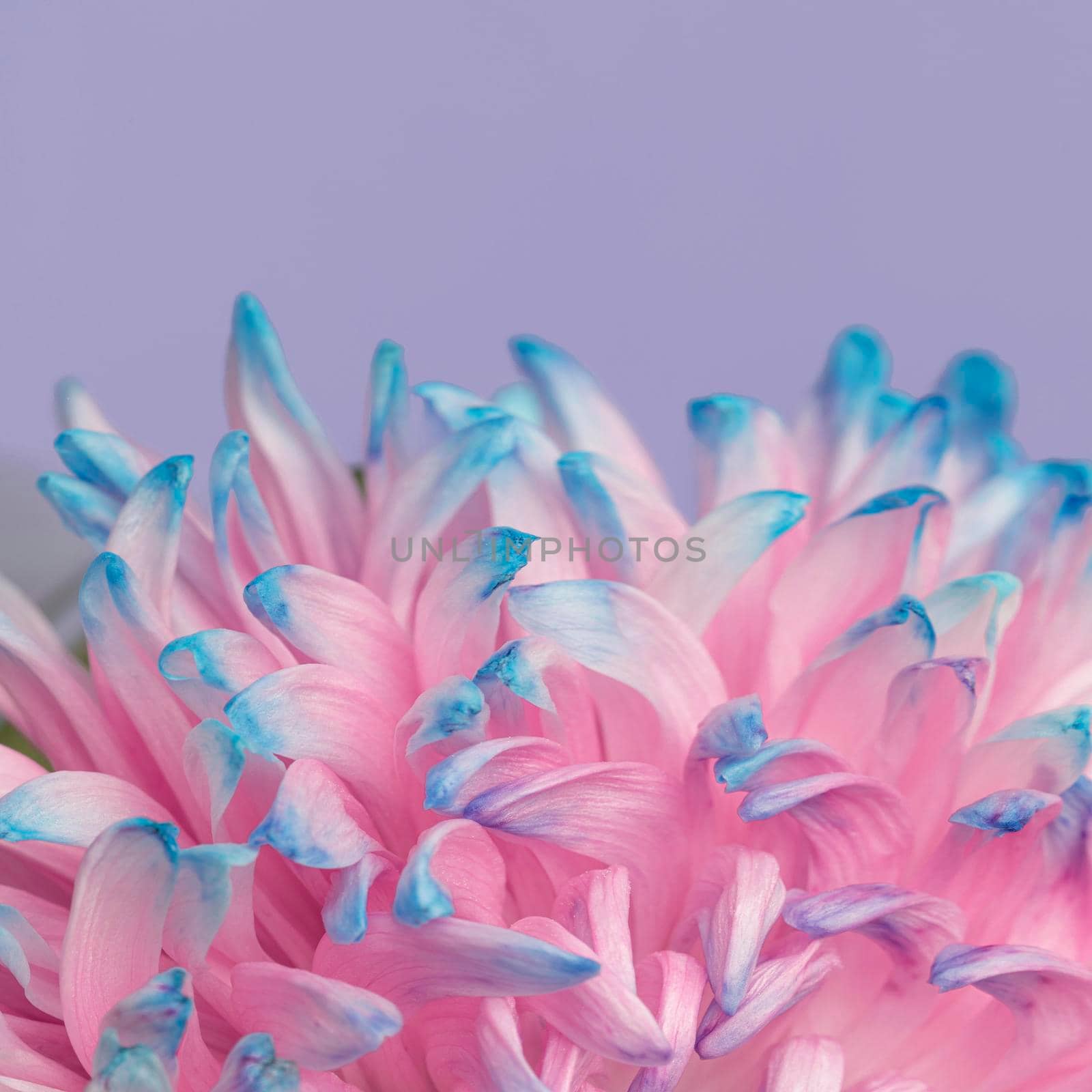 close up pretty pink blue flower. High quality photo by Zahard