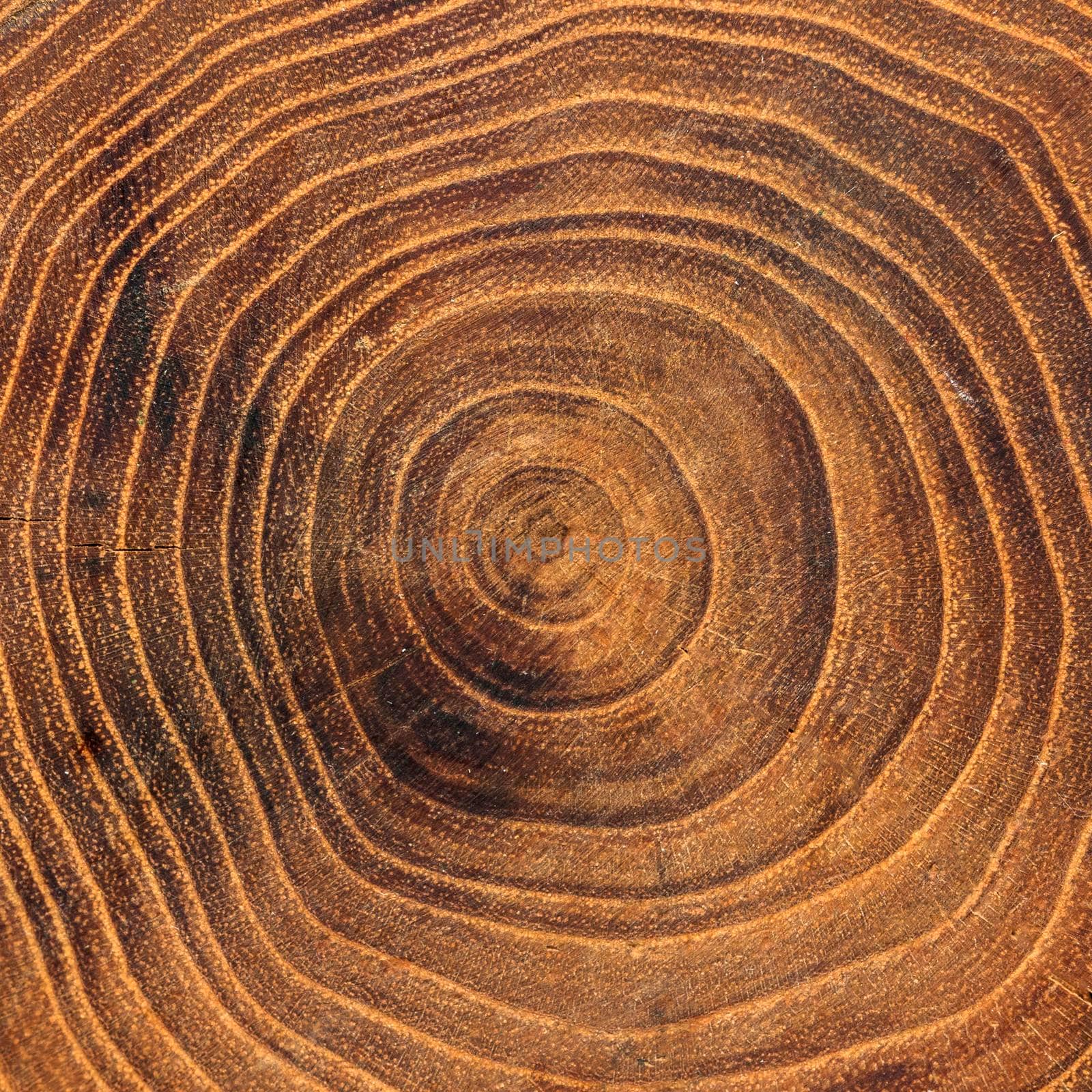 close up wooden annual growth rings. High resolution photo