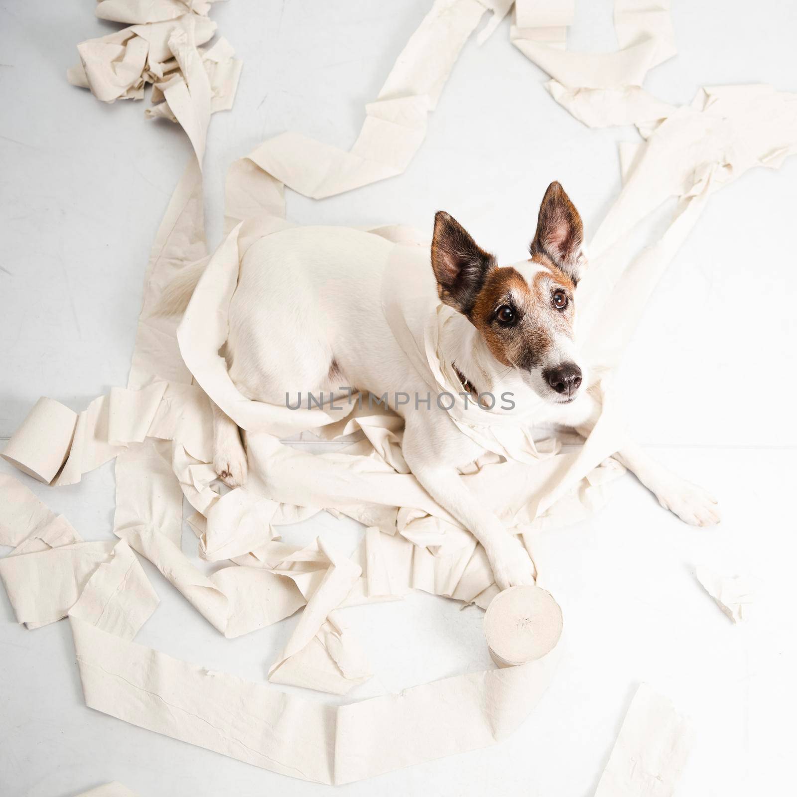cute dog making huge mess with rolling paper. High resolution photo