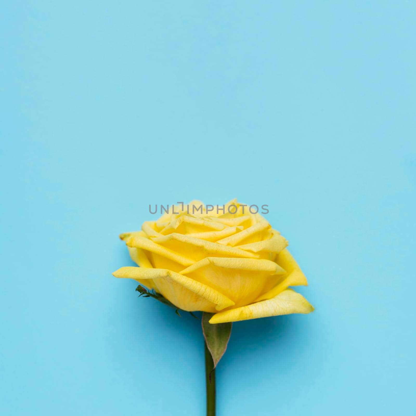 beautiful yellow rose blue background. High resolution photo