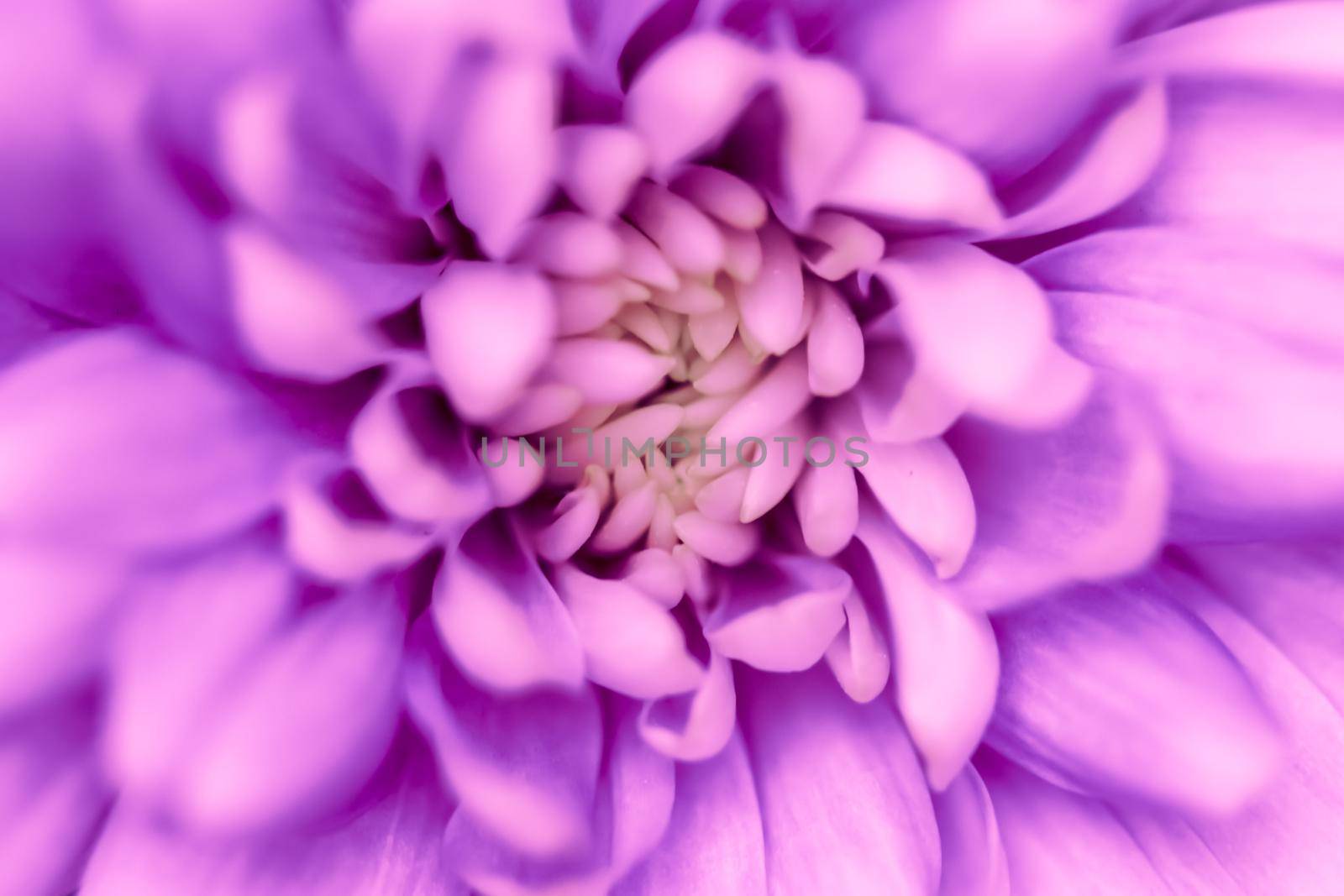 Abstract floral background, purple chrysanthemum flower. Macro flowers backdrop for holiday brand design by Olayola