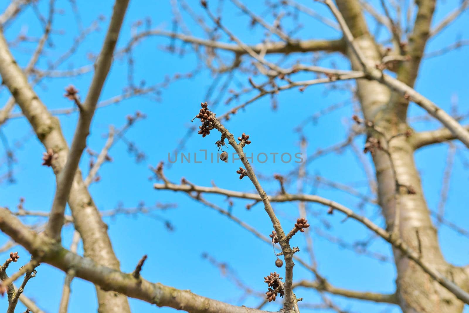 Early spring, branches with buds of a cherry tree against a blue sky, springtime