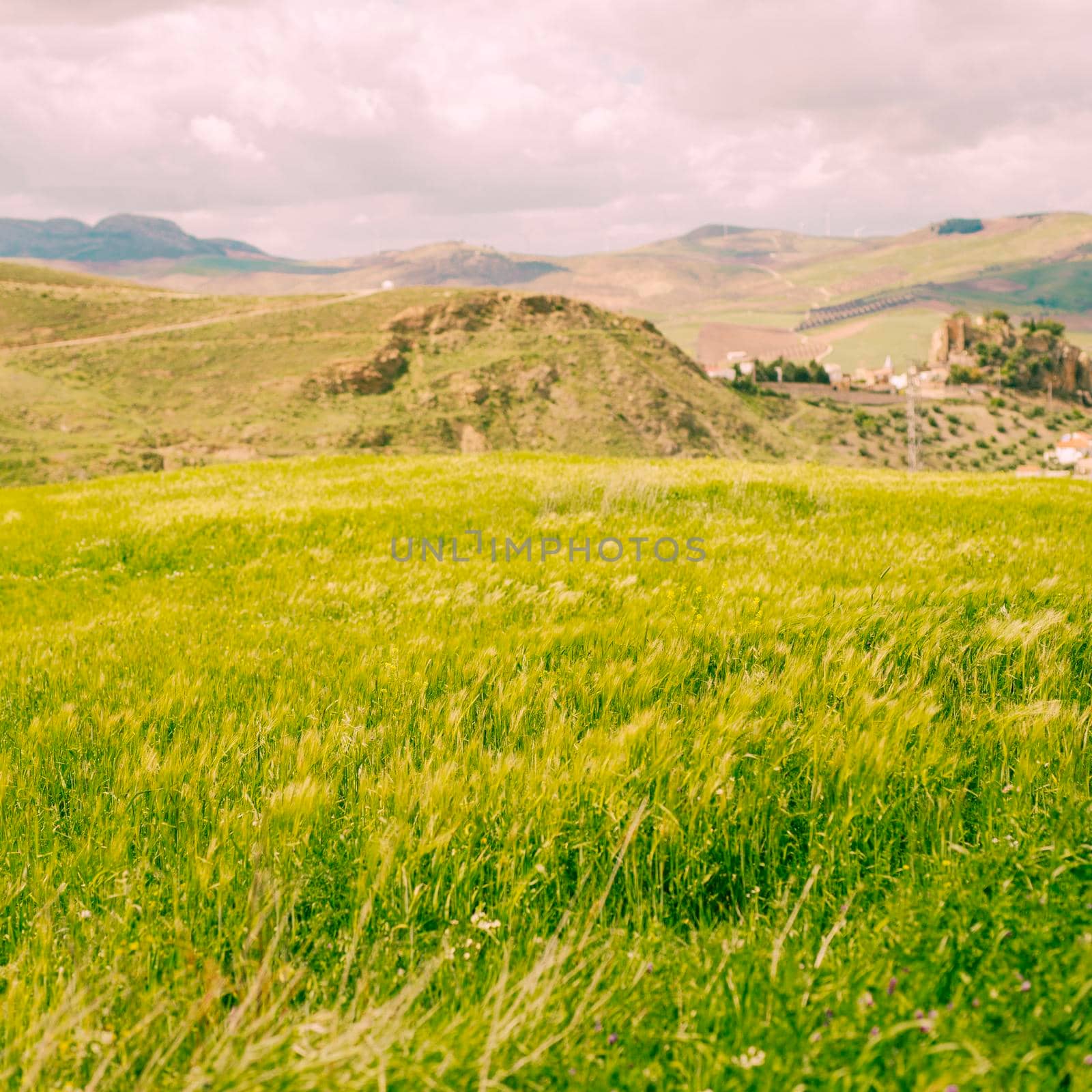 bright green field rural. High quality photo by Zahard