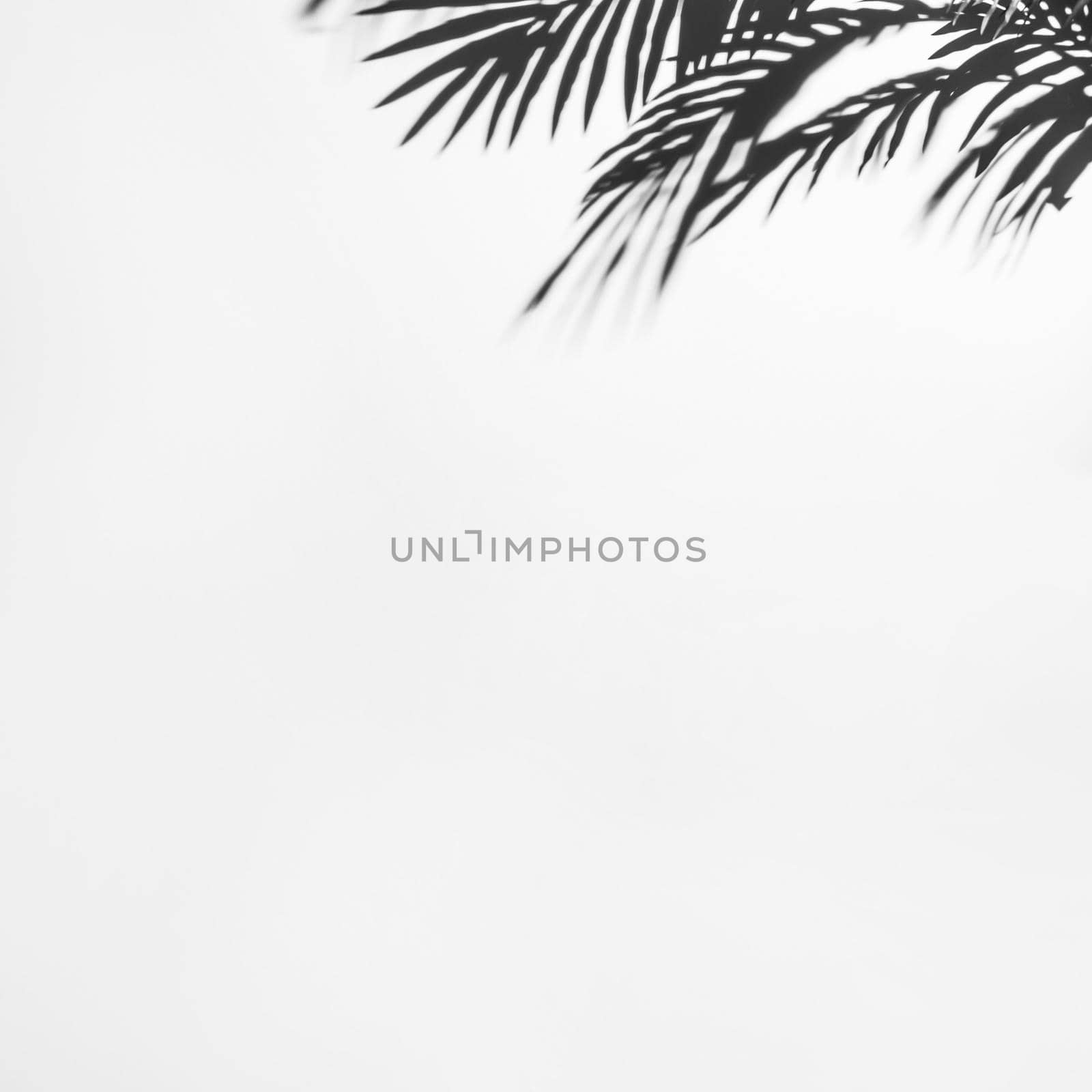 dark shadow palm leaves white backdrop. High resolution photo