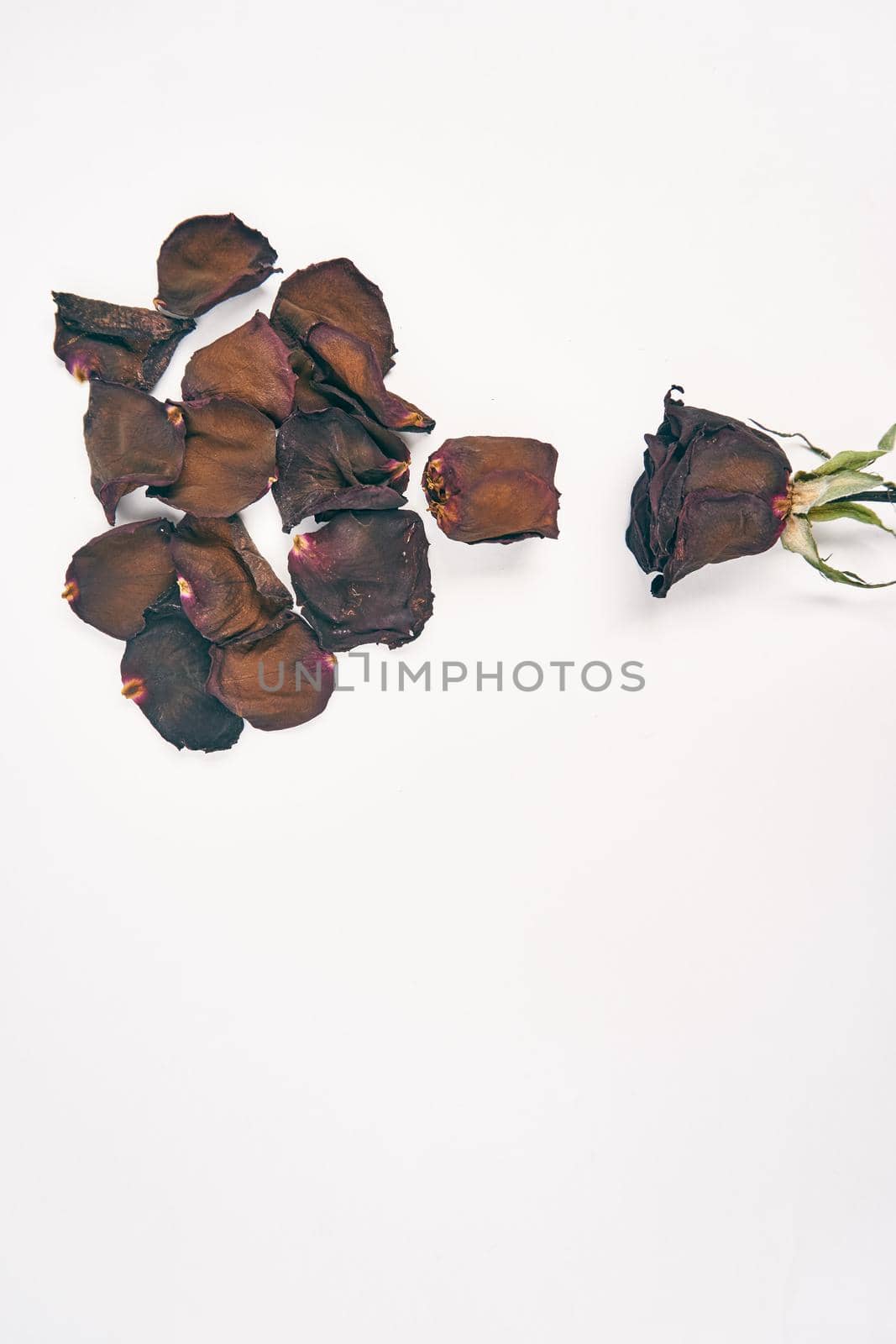 rose petals decoration cinnamon object light background by Vichizh