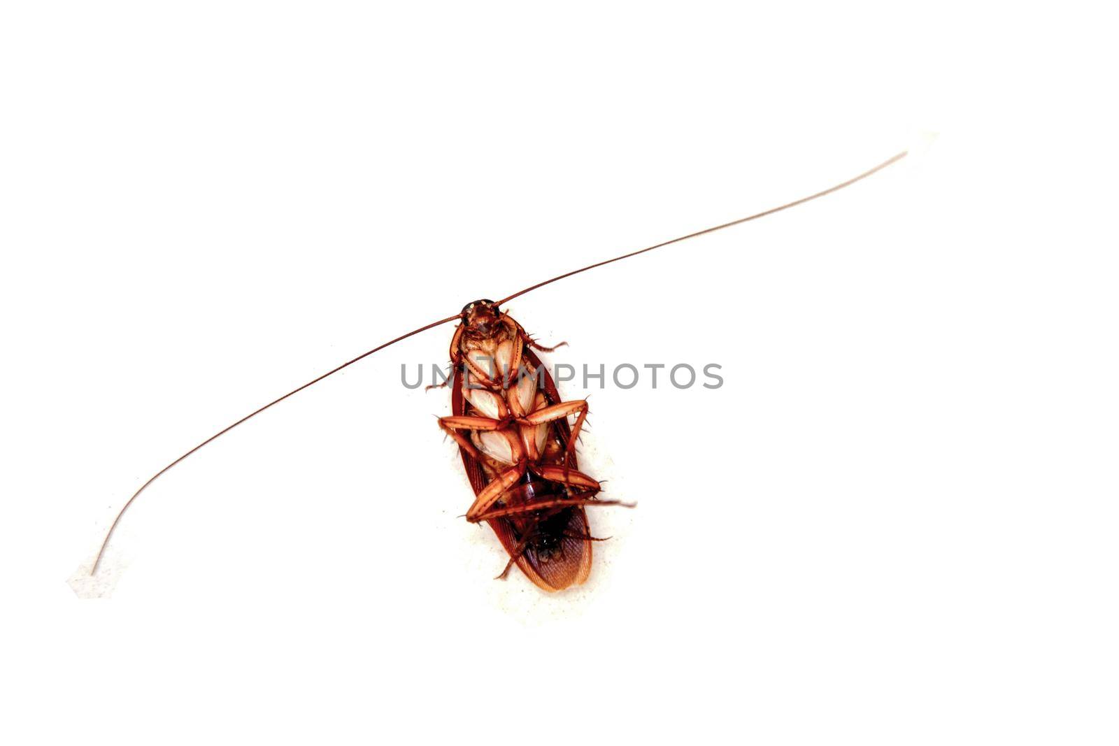 insect treatment. Close up dead cockroach on white. isolated. top view by Mariaprovector