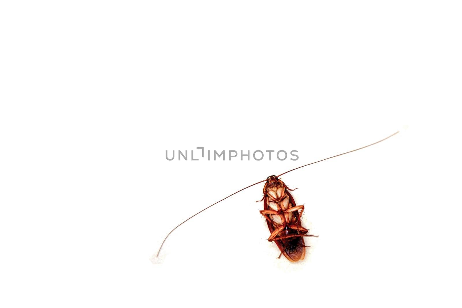 Close up dead cockroach with long antenna on white. Dirty, living. isolated, top view, copy space