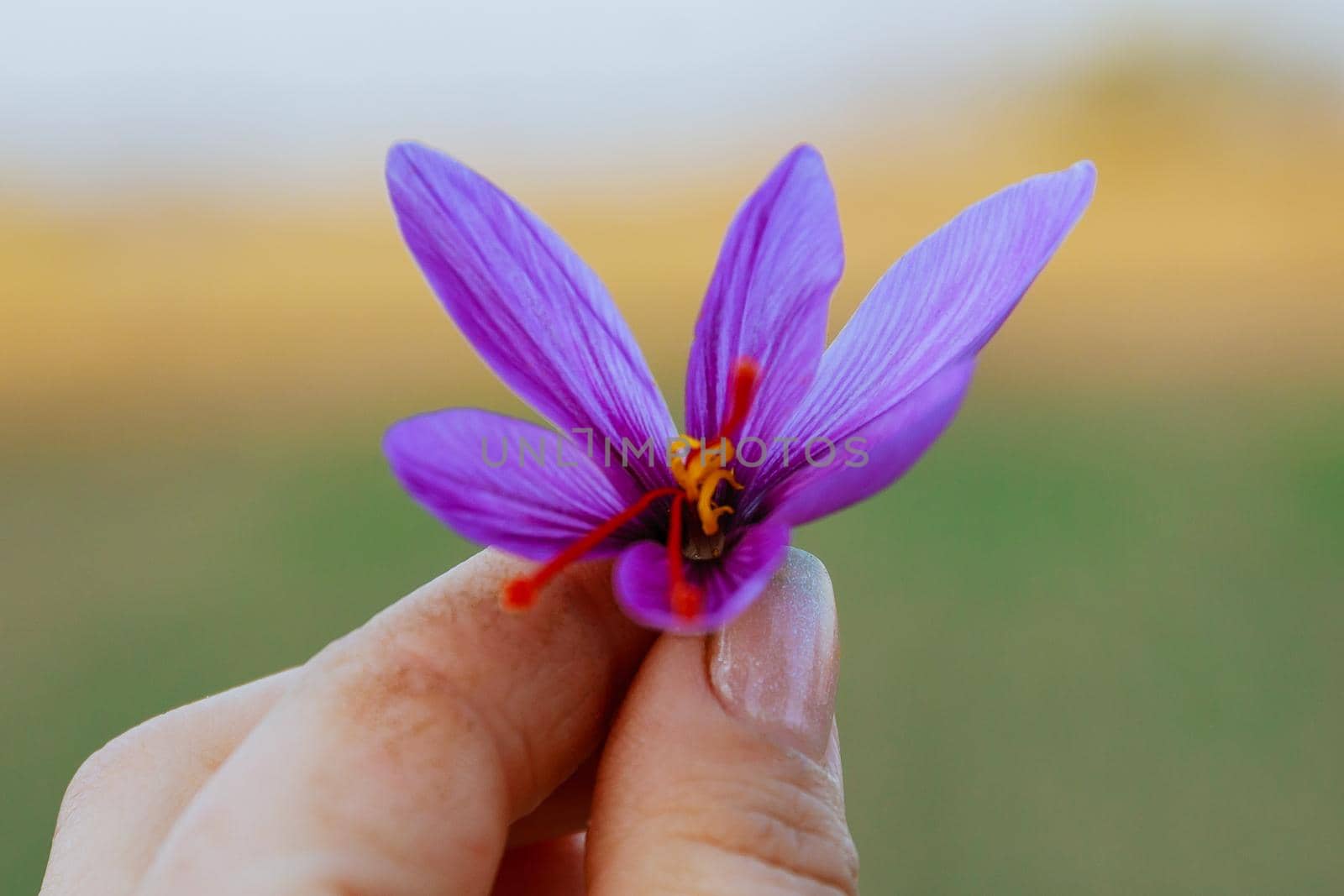 Worker hold hand gathering saffron flowers during harvesting season