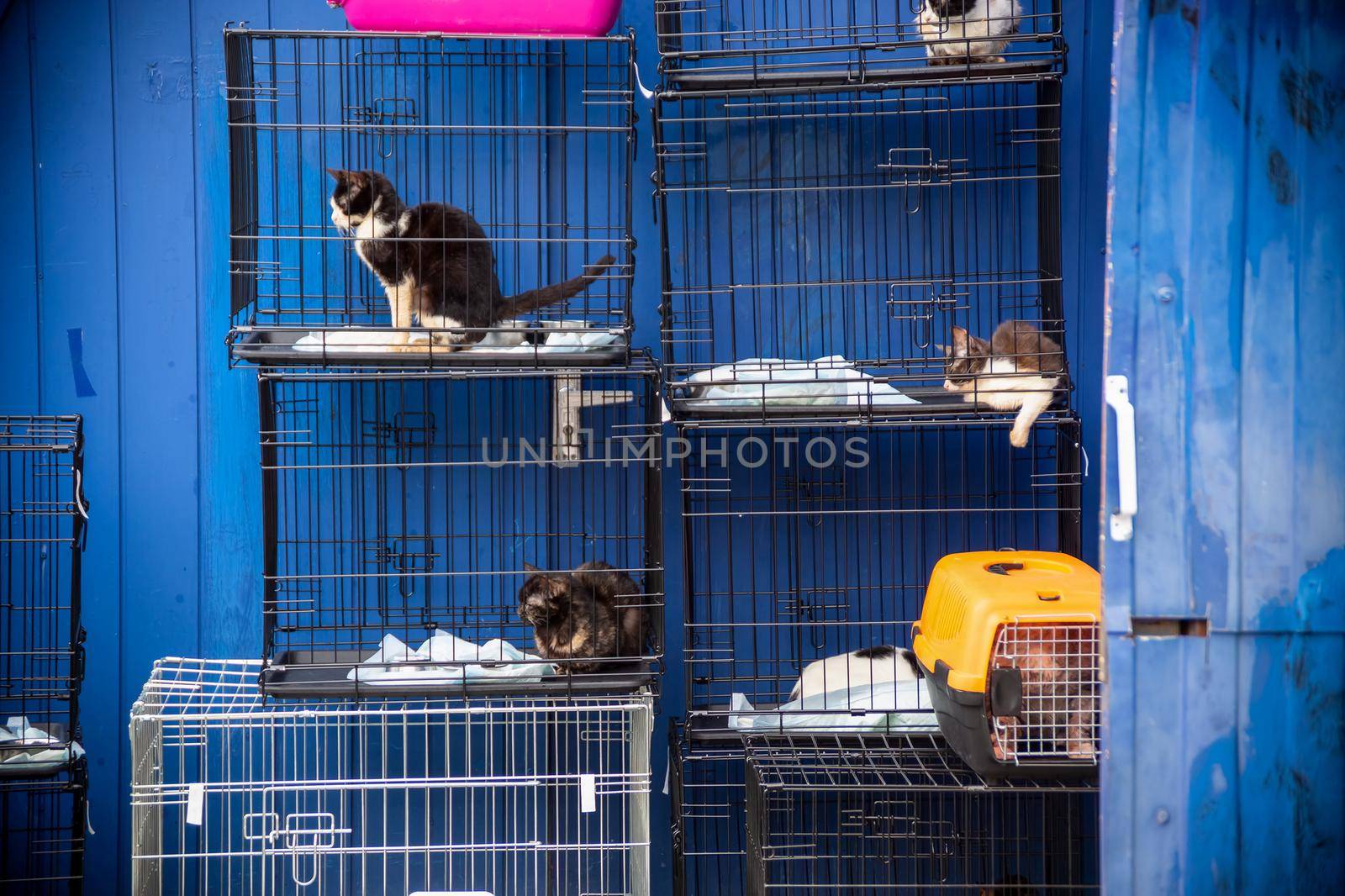 Cats are sitting in cages on the background of a blue fence. animal cruelty, veterinary clinic, animal shelter