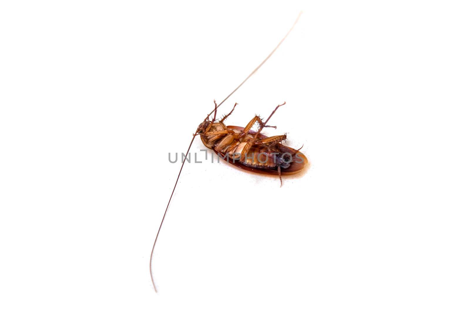 insect treatment. Close up dead cockroach on white. isolated. side view by Mariaprovector