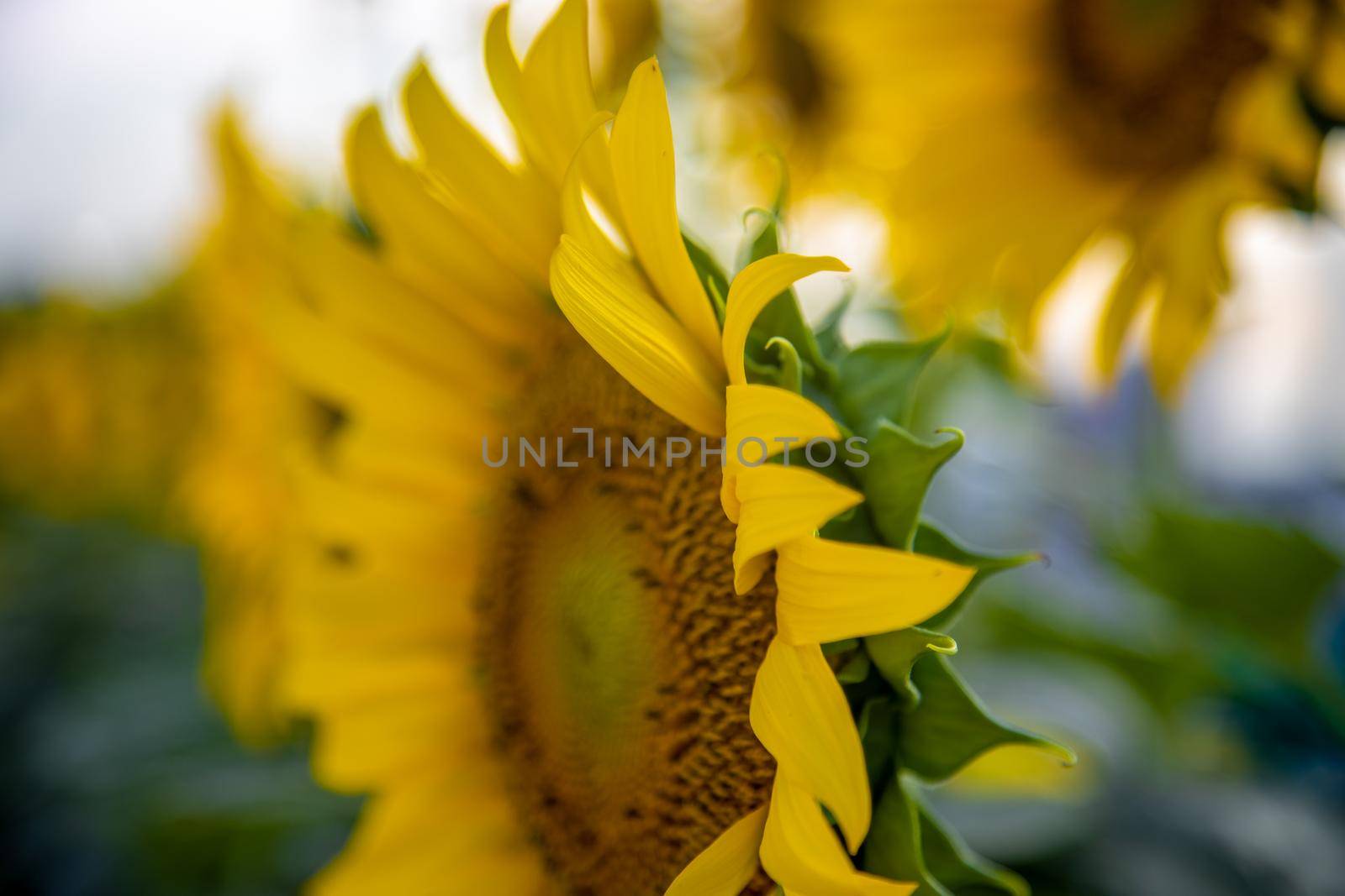Sunflower circle big yellow flower warm Background reflective light from the sun concept of hope energy and enthusiasm for life