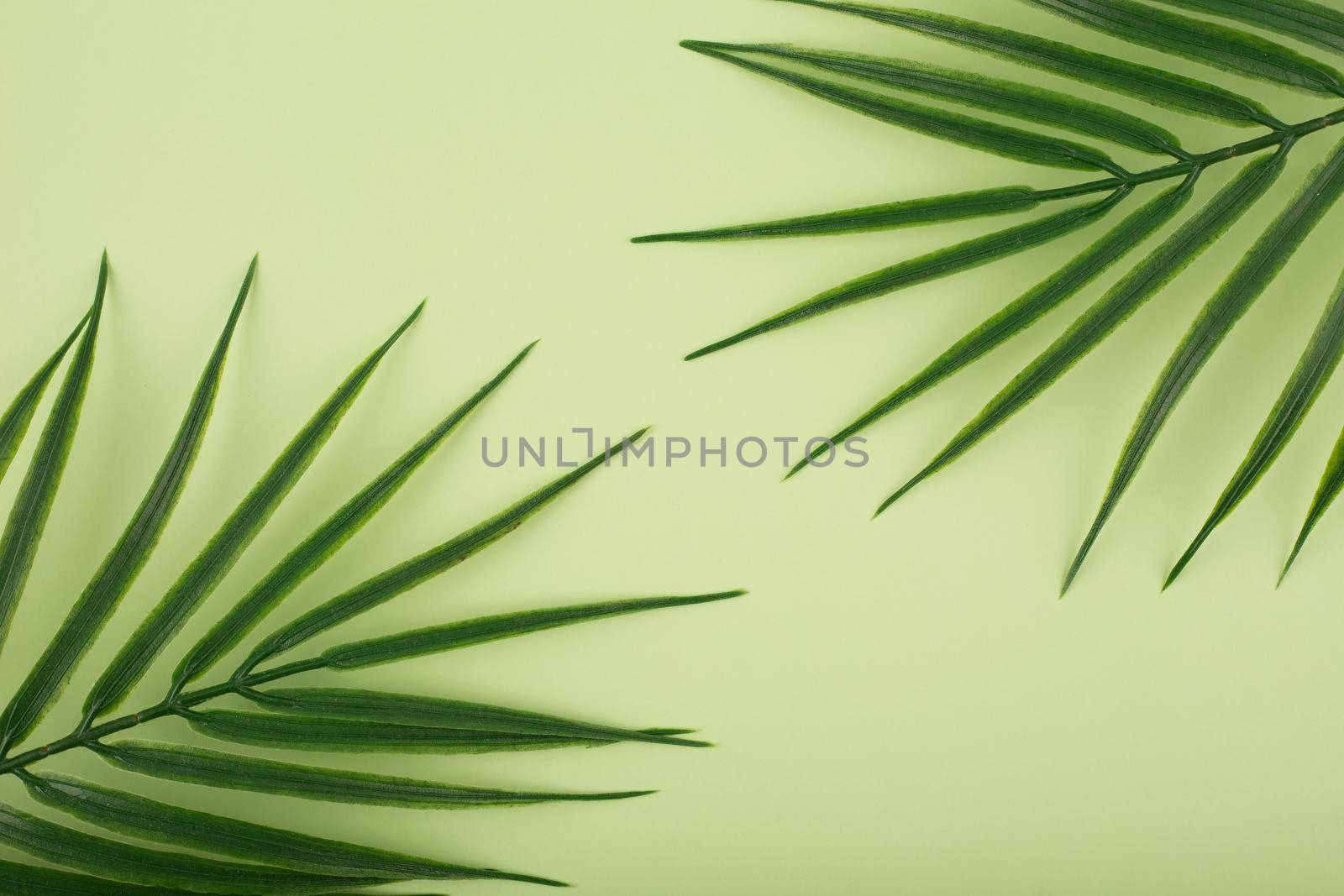 Flat lay with palm leaf in diagonal on bright pastel green background. Concept of abstract modern tropical background by Senorina_Irina