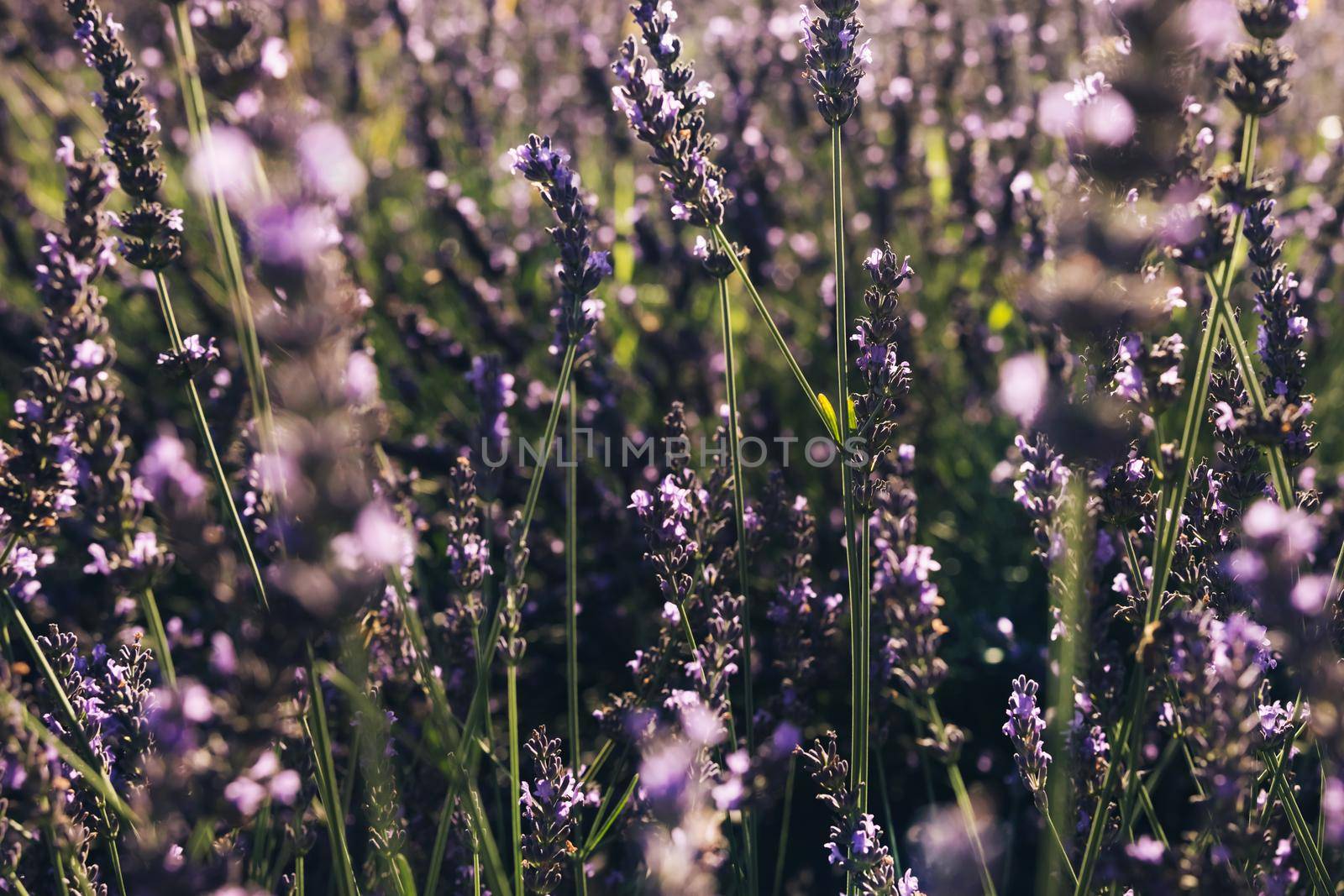 Beautiful Blooming Lavender Swaying In The Wind At Sunset. Lavender Purple Aromatic Flowers at Lavender Fields of the French Provence.