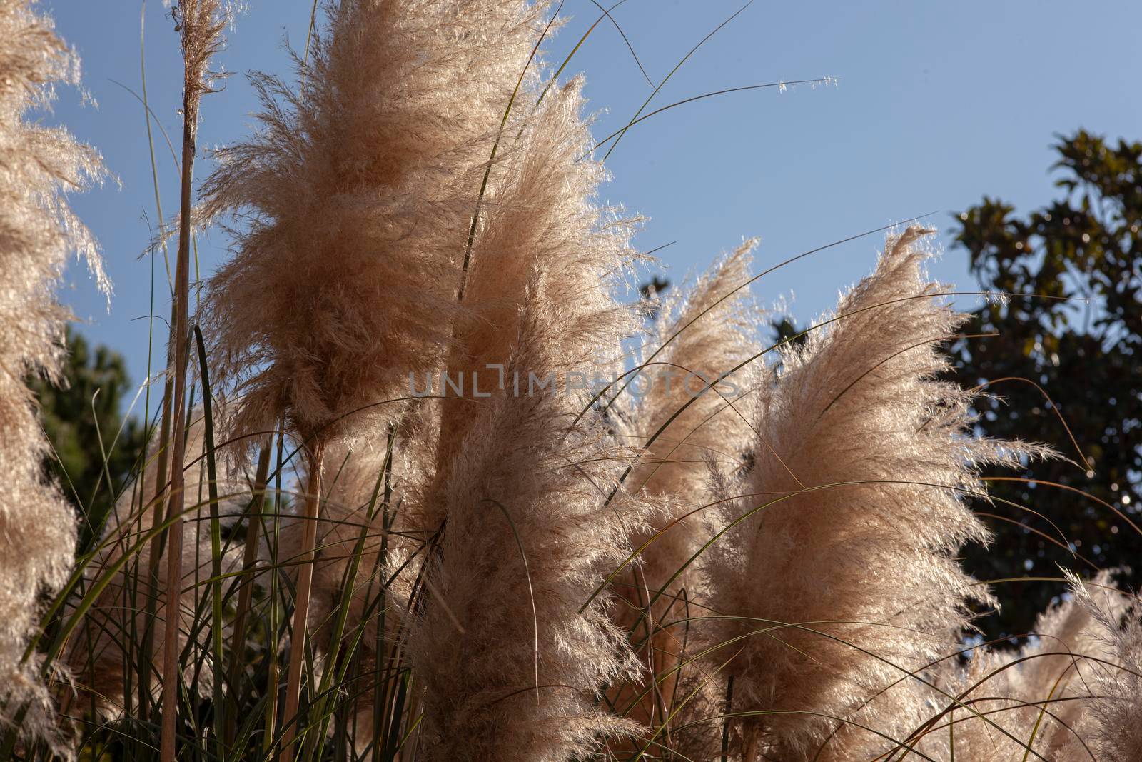 Pampas grass detail on a garden in a sunny day