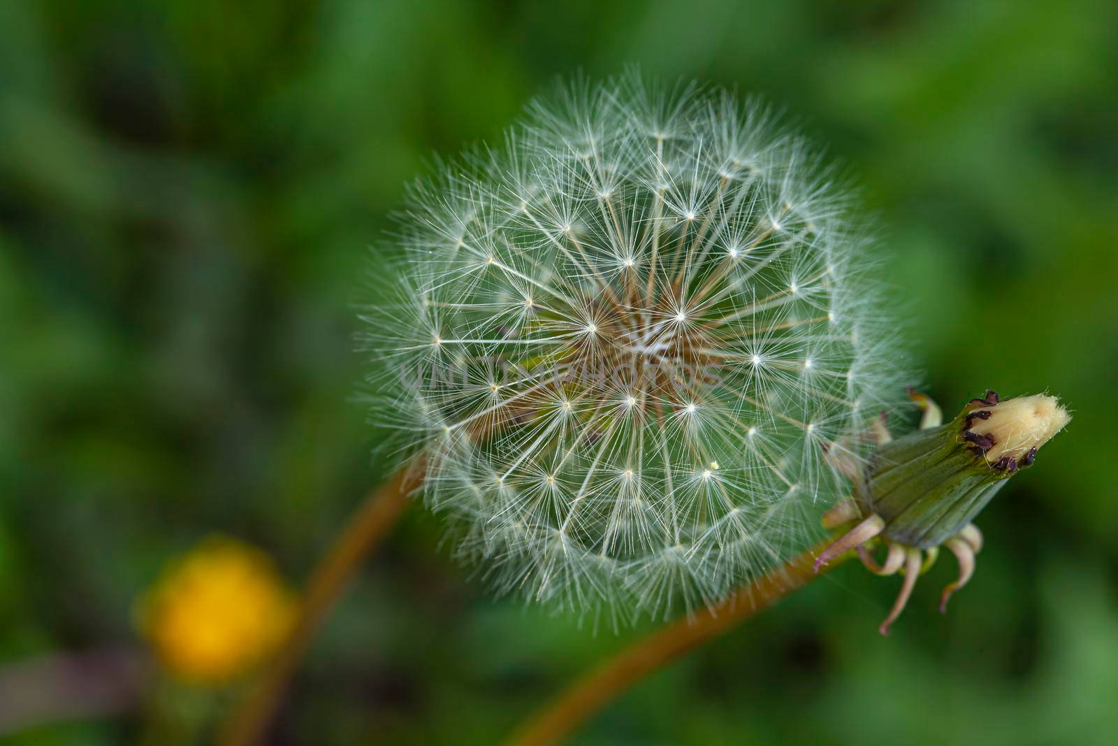 Close up of dandelion spores in nature. Dandelion of the family Taraxacum officinale close-up. Dandelion air. Dandelion officinalis