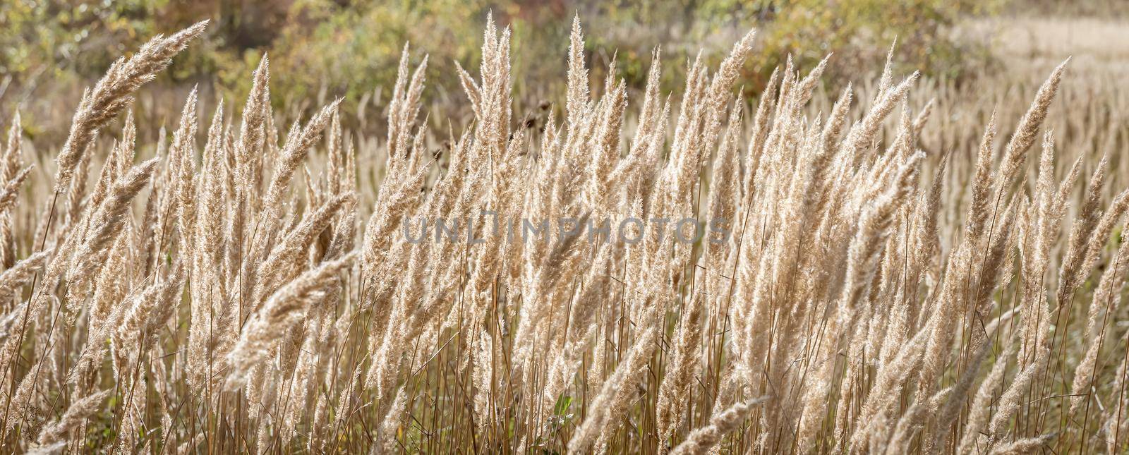 Autumn landscape on a sunny day. Field with dry autumn grass. Pampas grass outdoor in light pastel colors. 