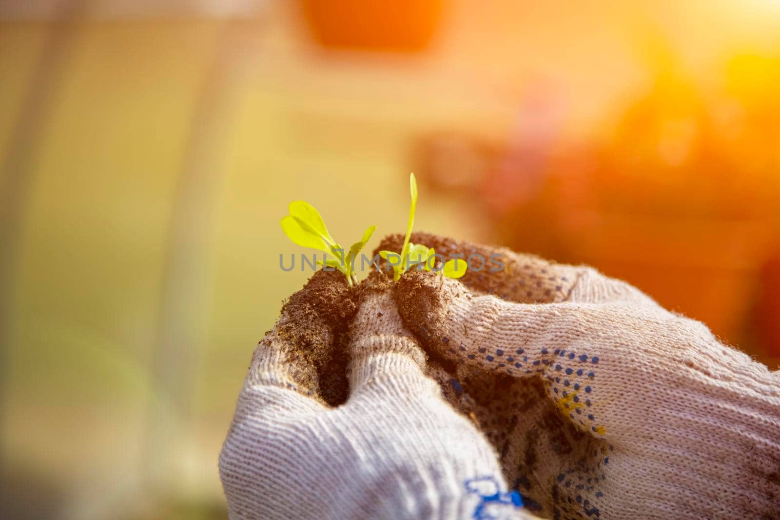 close-up of a young sprout in the hands of a gardener with household gloves. new life concept