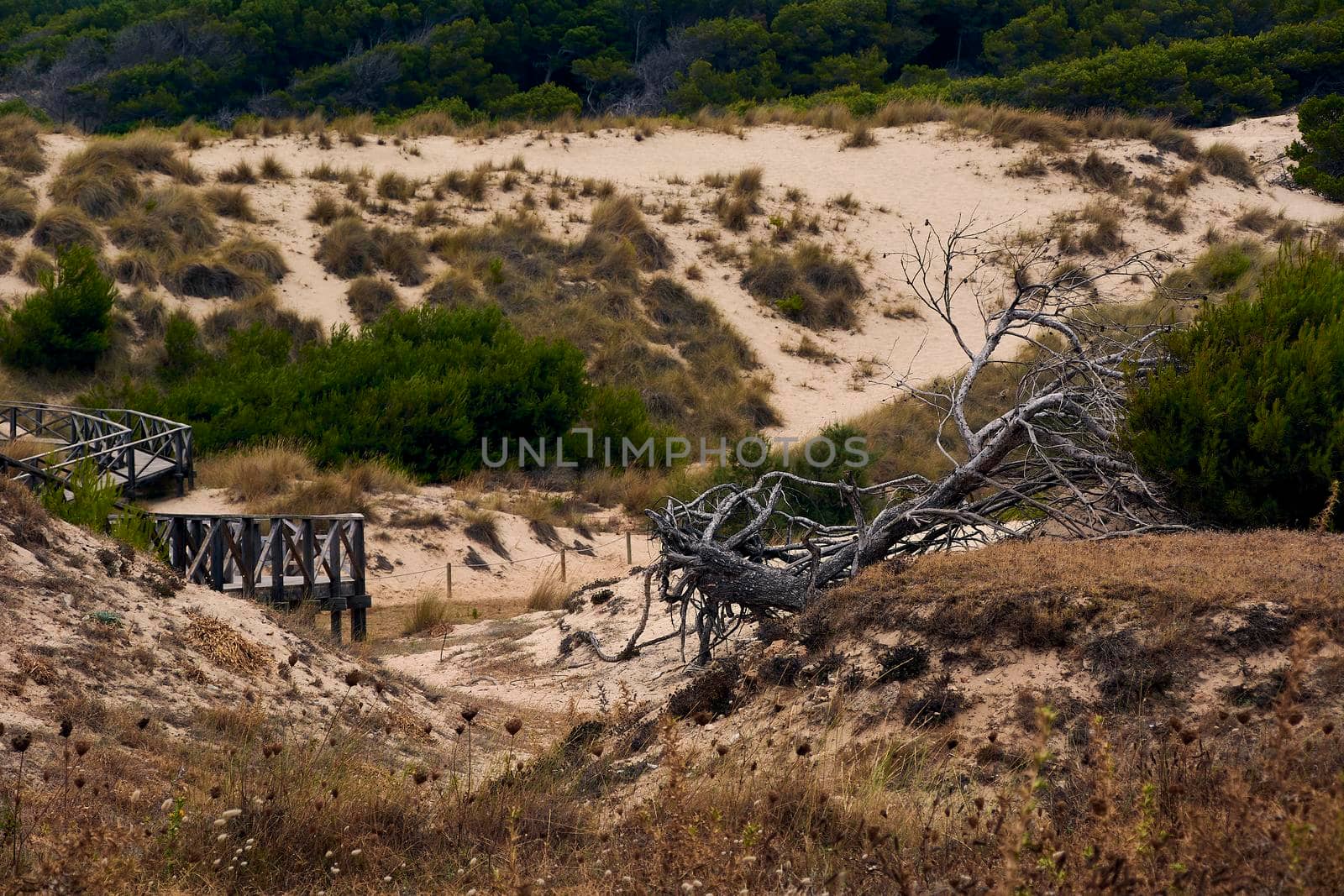 Path between the dunes and the vegetation. Pine wood posts fallen in the air, roots. Balearic Islands,
