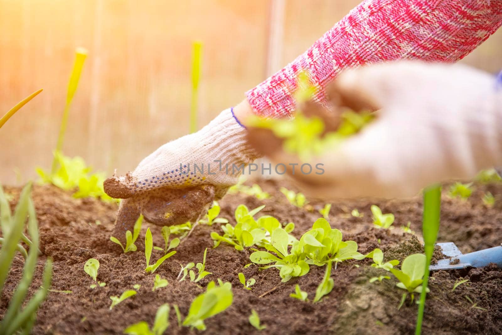 the hands of a gardener in household gloves plants seedlings of young plant sprouts in the ground in a greenhouse by Mariaprovector