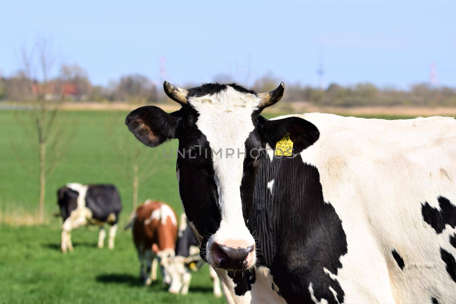 Happy black and white cow on the meadow as a close up