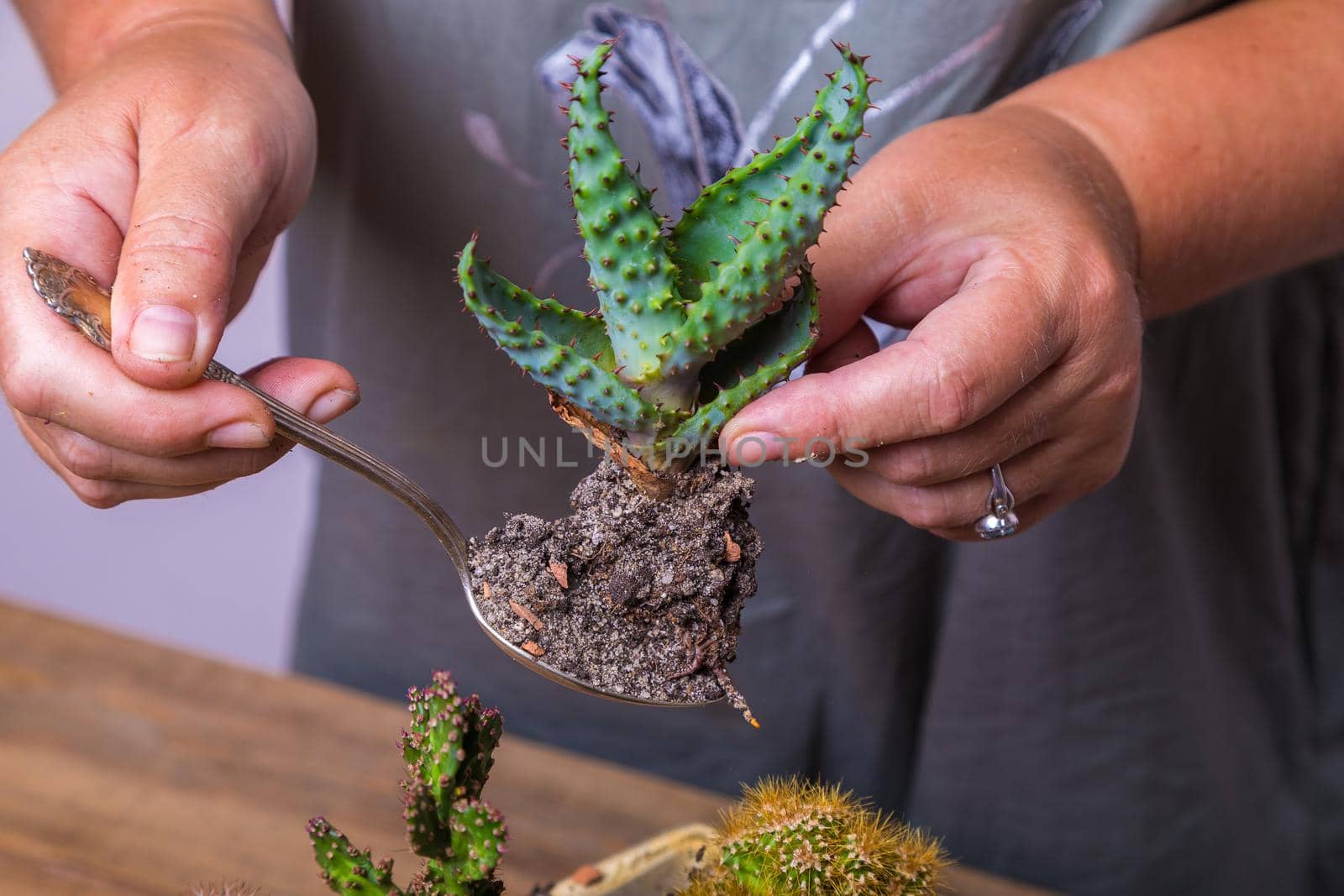 A woman transplants a cactus flower into a small figured flower pot. Floriculture, close-up.