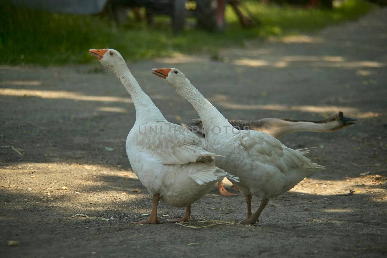 Geese on the farm 2 by pippocarlot
