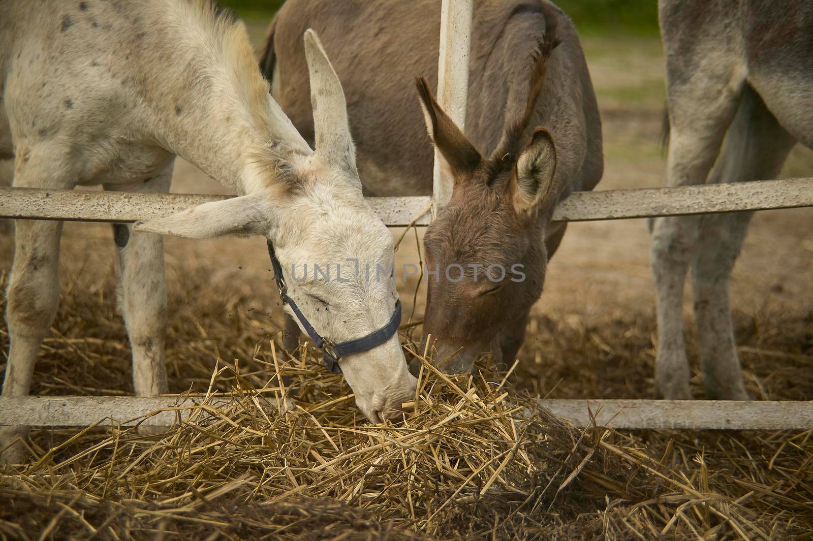 Donkey in the farm enclosure 13 by pippocarlot