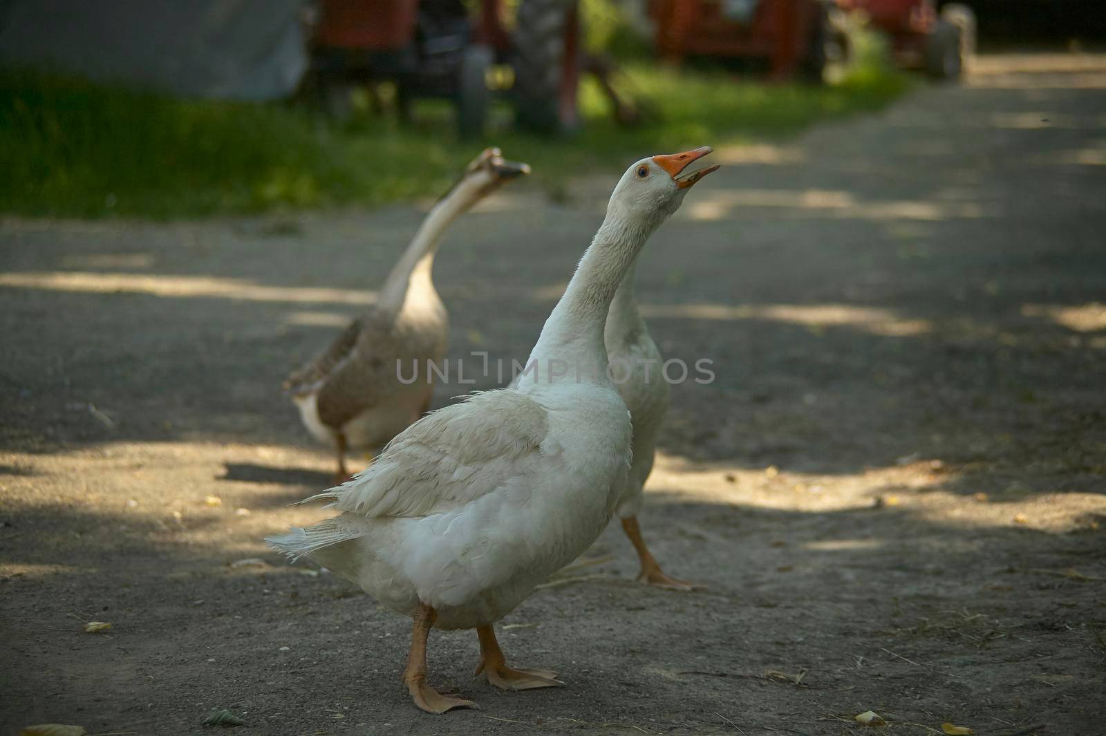 Geese on the farm by pippocarlot