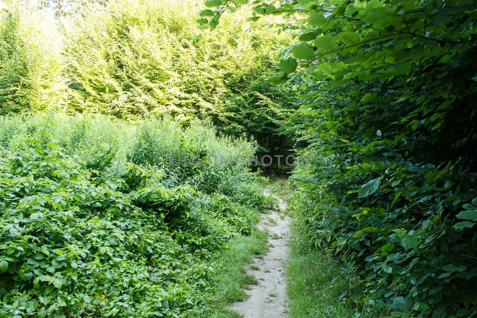 summer forest path by raddnatt