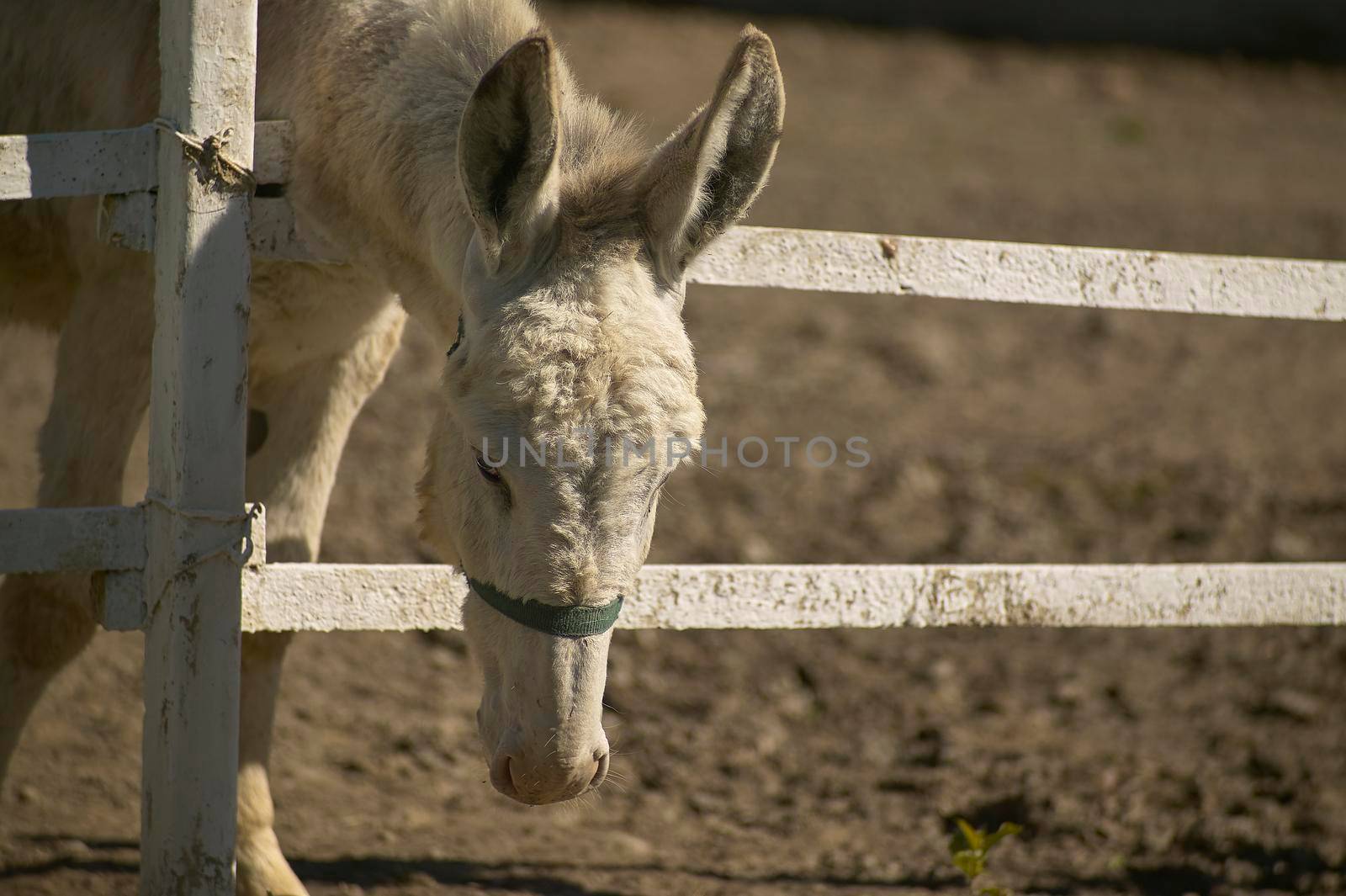 Donkey in the farm enclosure 19 by pippocarlot