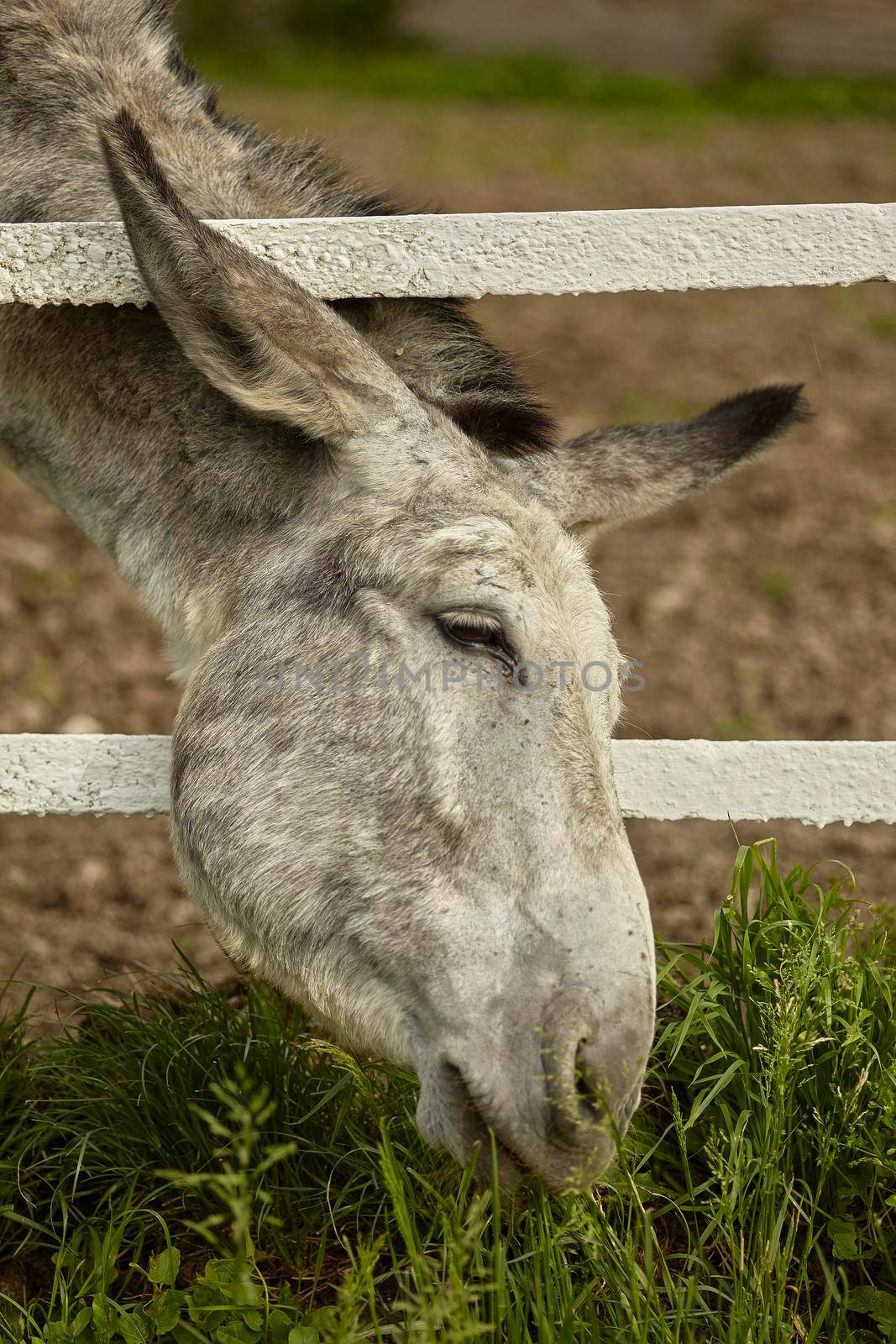 Donkey in the farm enclosure in summer time