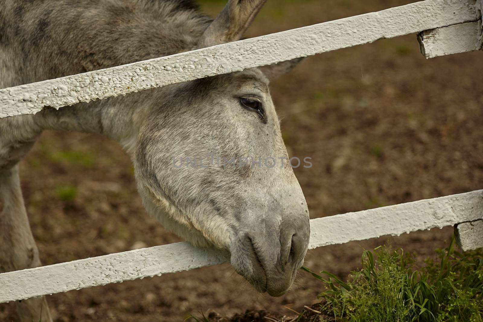 Donkey in the farm enclosure in summer time