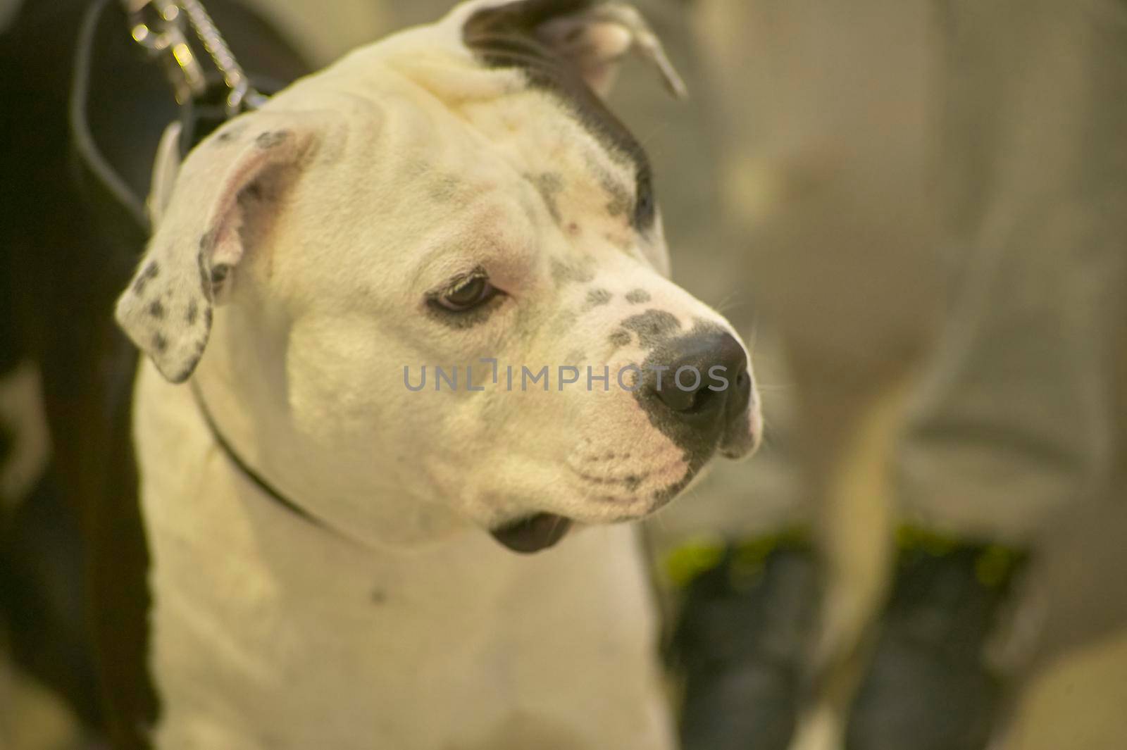 Close up portrait of dangerous dog with blurred background