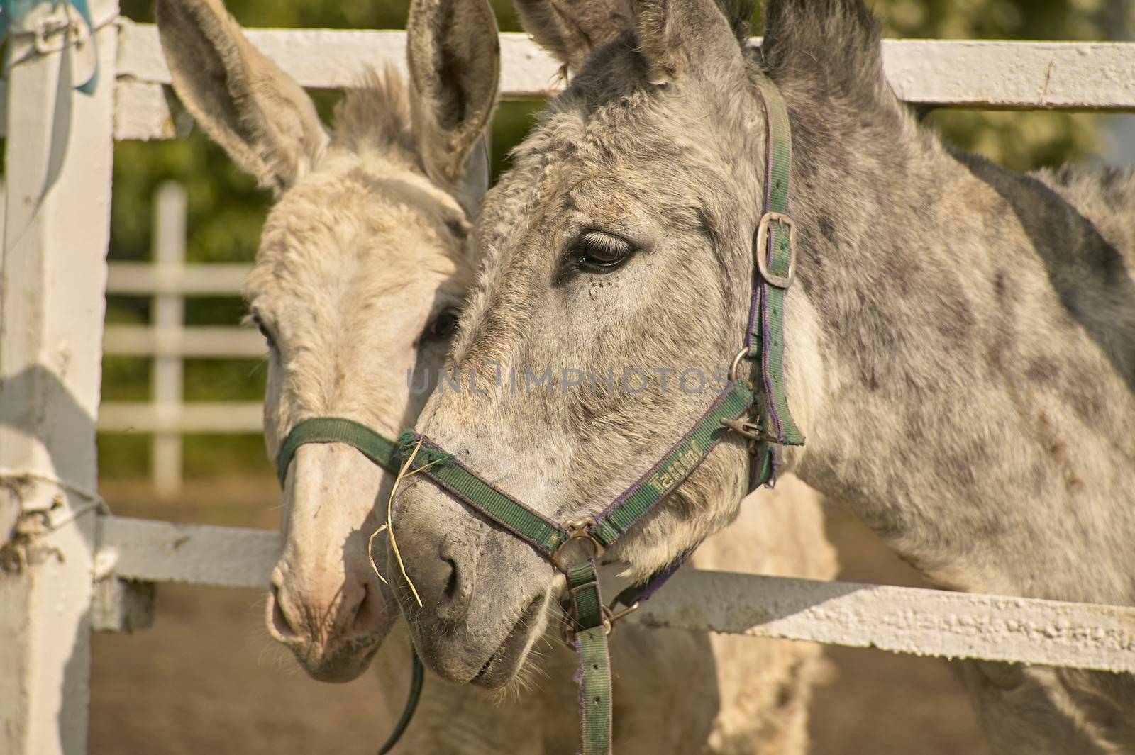 Donkey in the farm enclosure in summer time