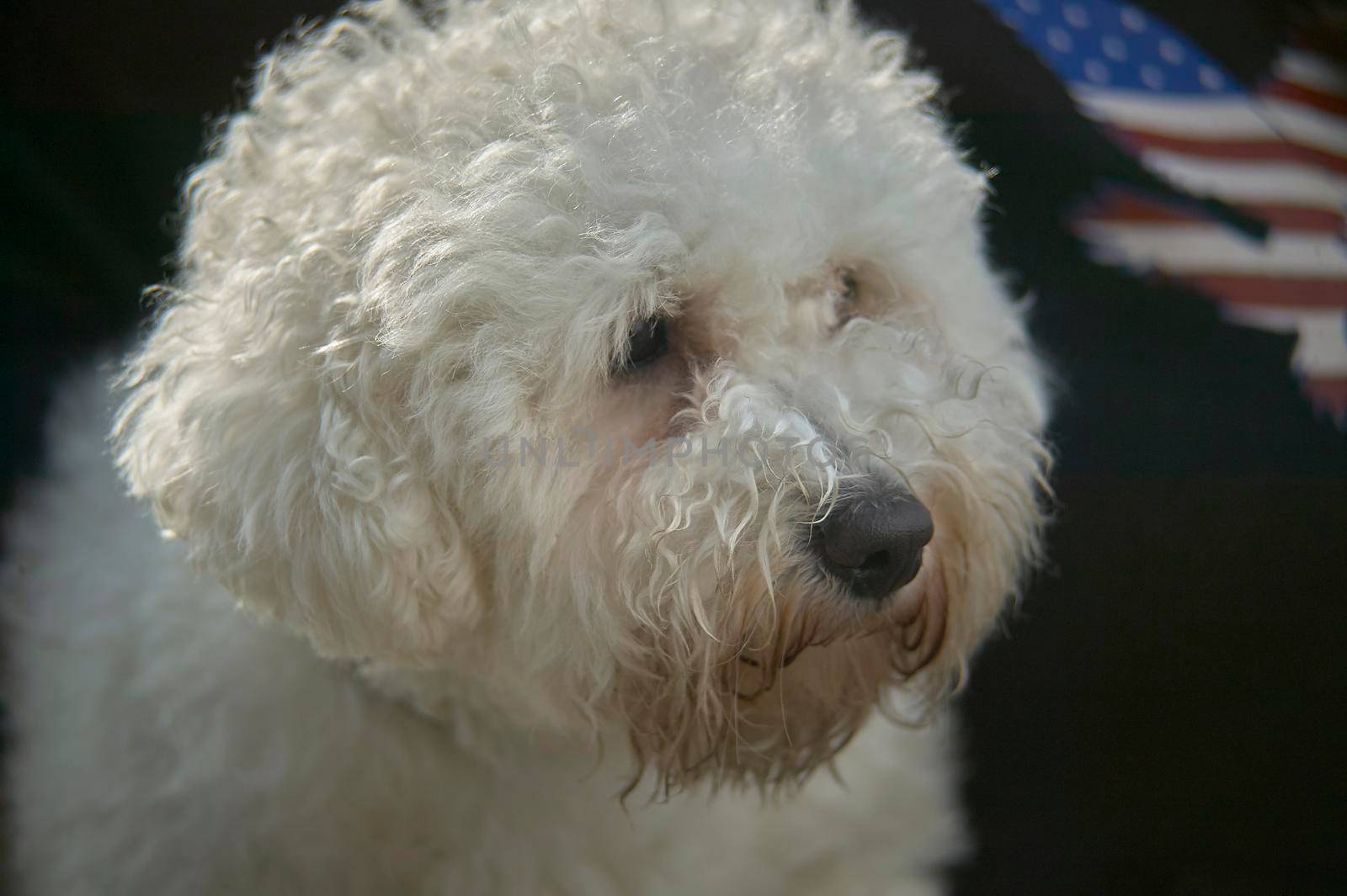 Poodle dog close up portrait with blurred background