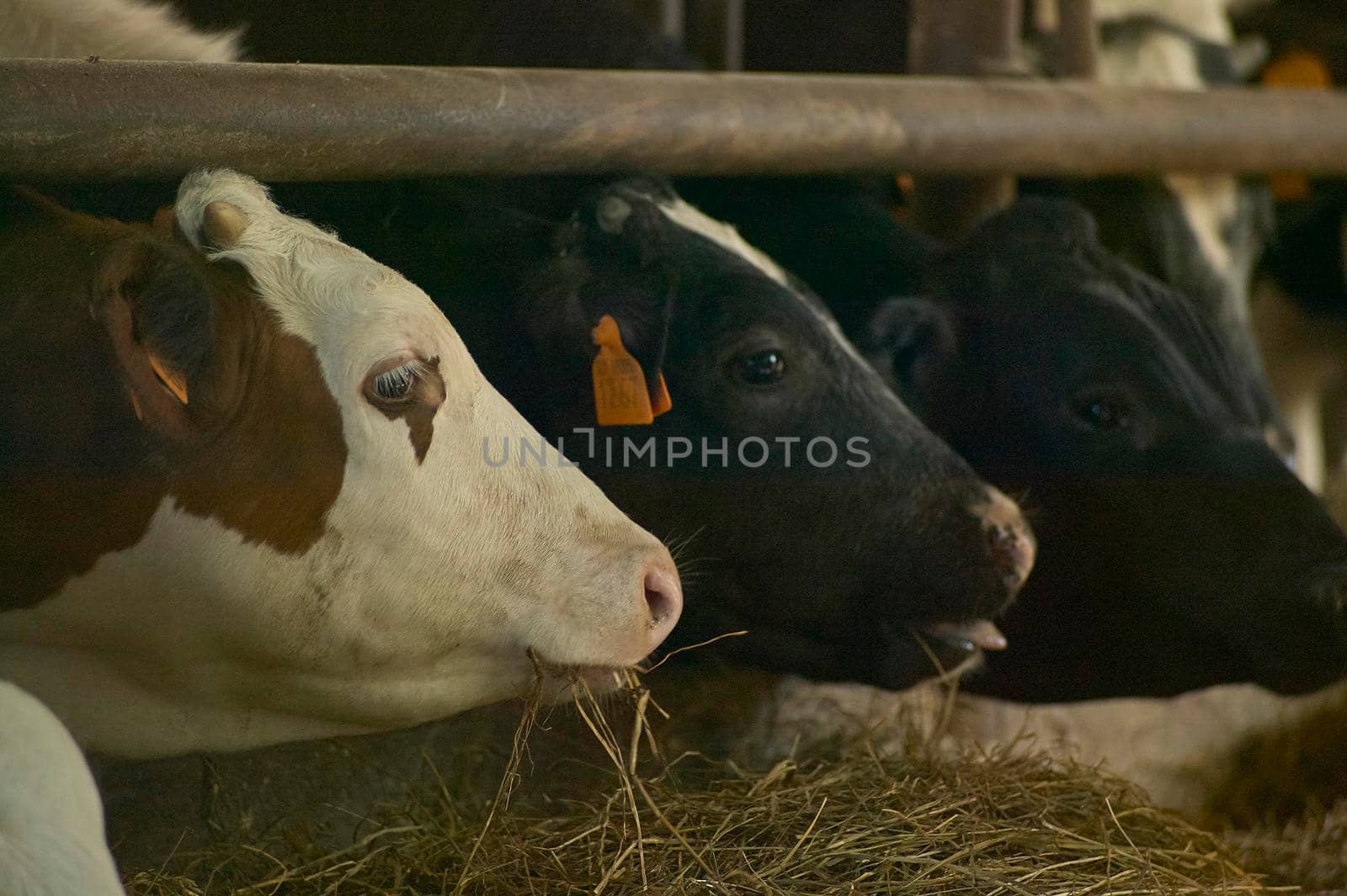 Detail of Cows in the herd in a farm