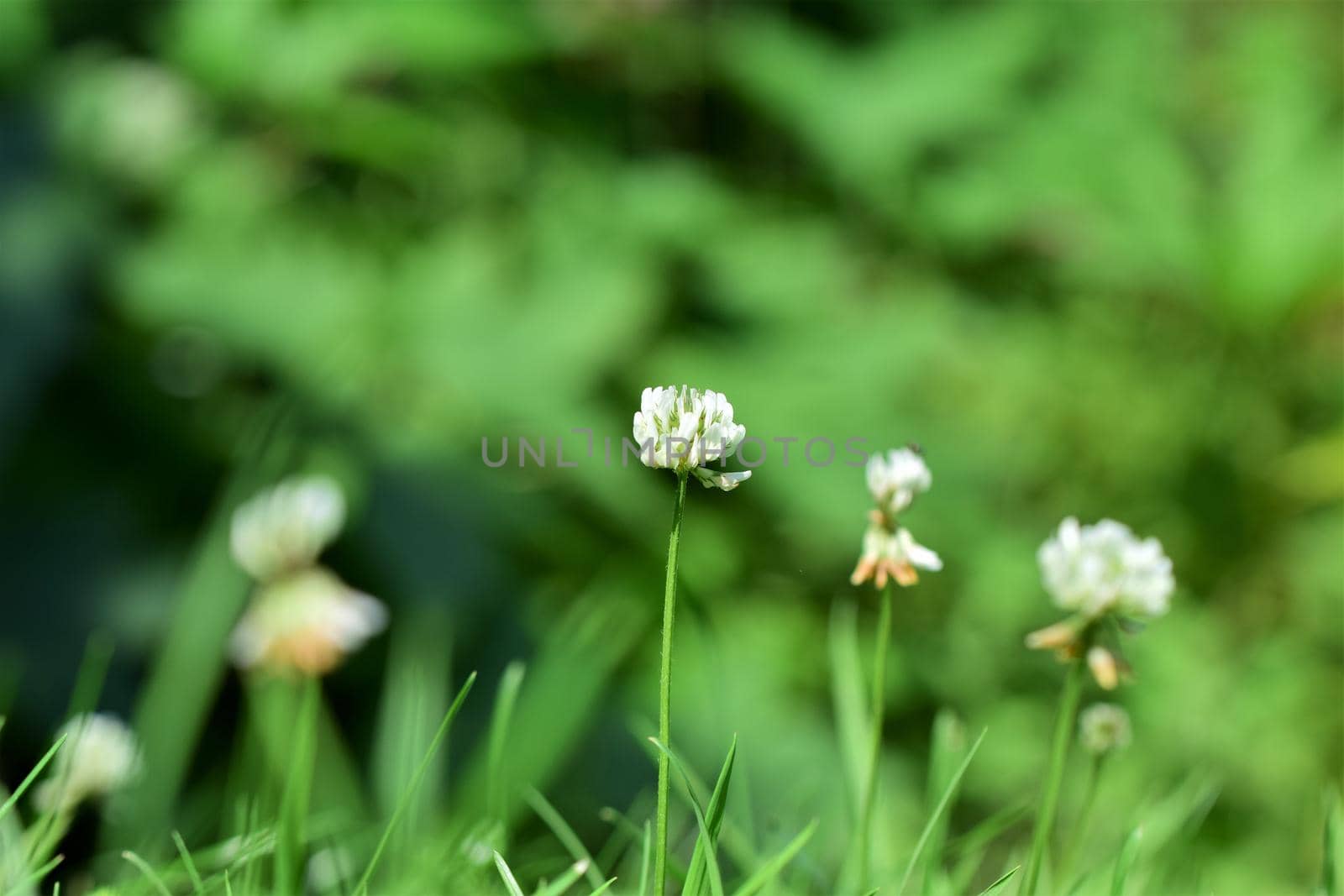 White clover blossoms against blurred green background
