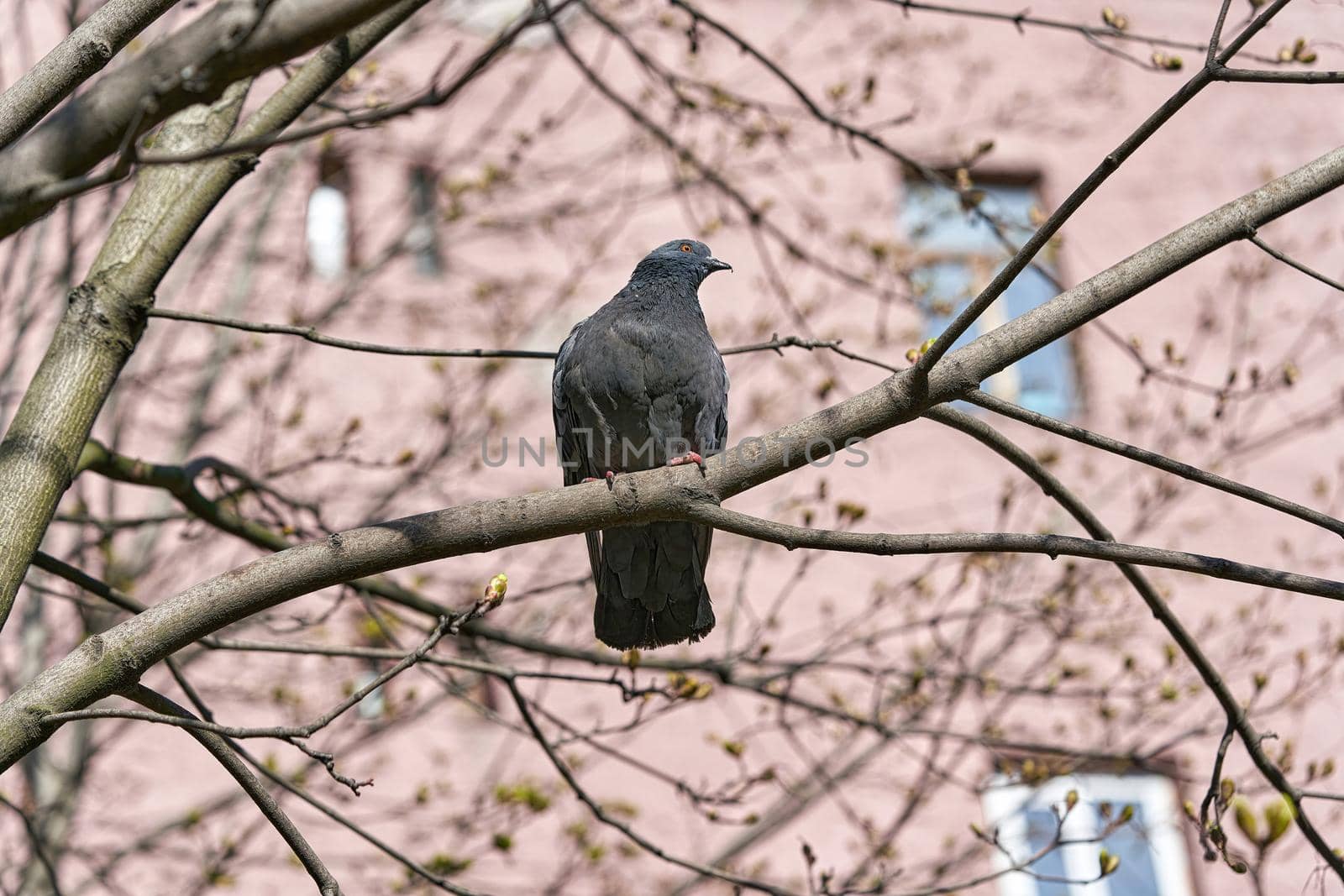 A lone gray dove sits on a tree branch. City bird pigeon