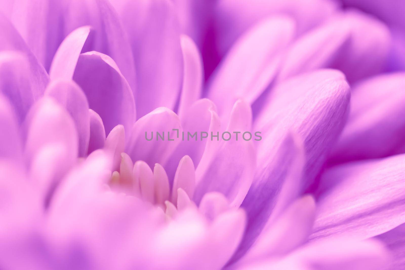 Abstract floral background, purple chrysanthemum flower. Macro flowers backdrop for holiday brand design by Olayola