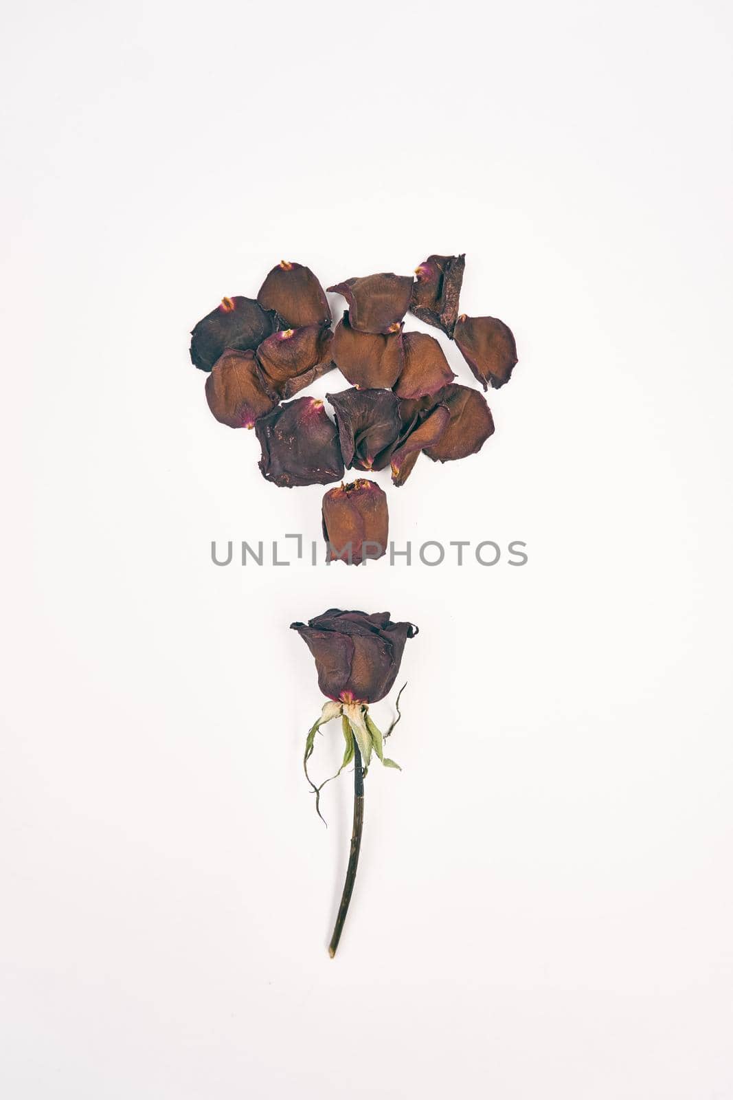 rose petals decoration cinnamon object light background. High quality photo