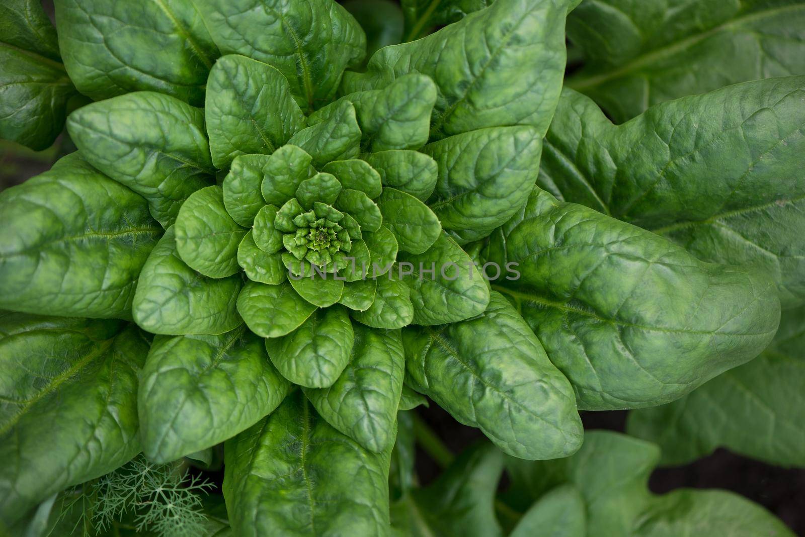 Fresh organic leaves of spinach in the garden . by aprilphoto