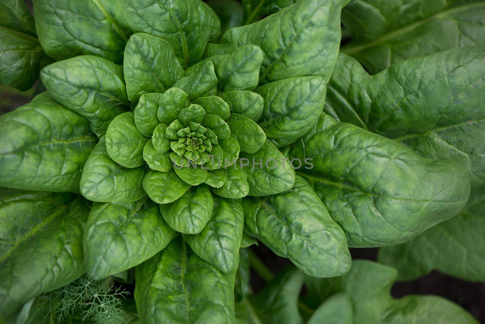 Fresh organic leaves of spinach in the garden