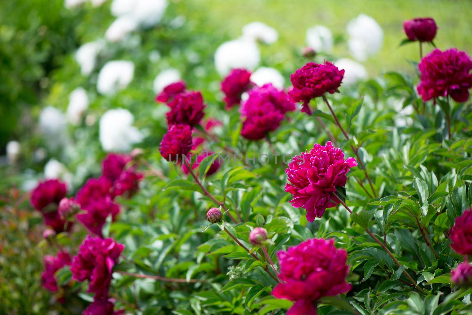 Pink flowers peonies flowering on background pink peonies. Peonies garden. by aprilphoto