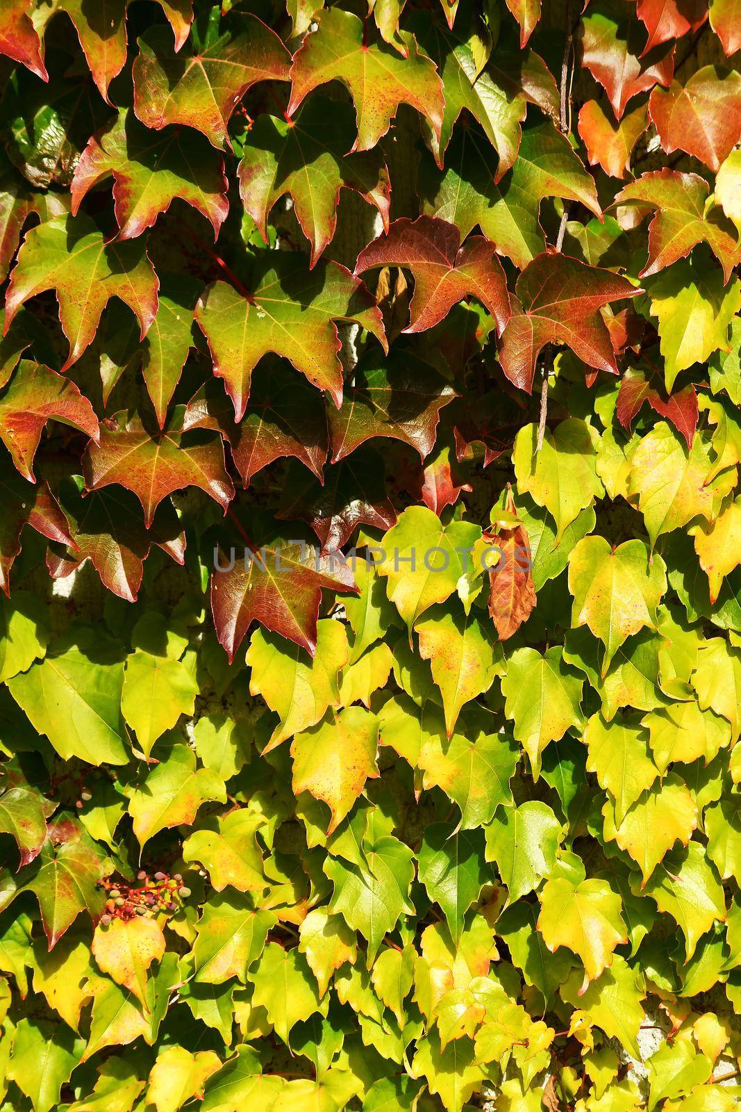 wild wine leaves in autumnal colors in backlit by Jochen