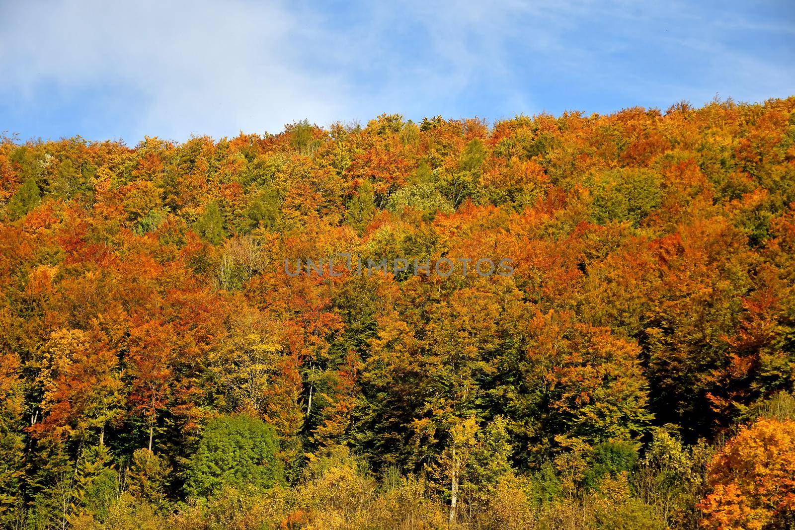 autumnal painted forest in Germany with a blue sky by Jochen