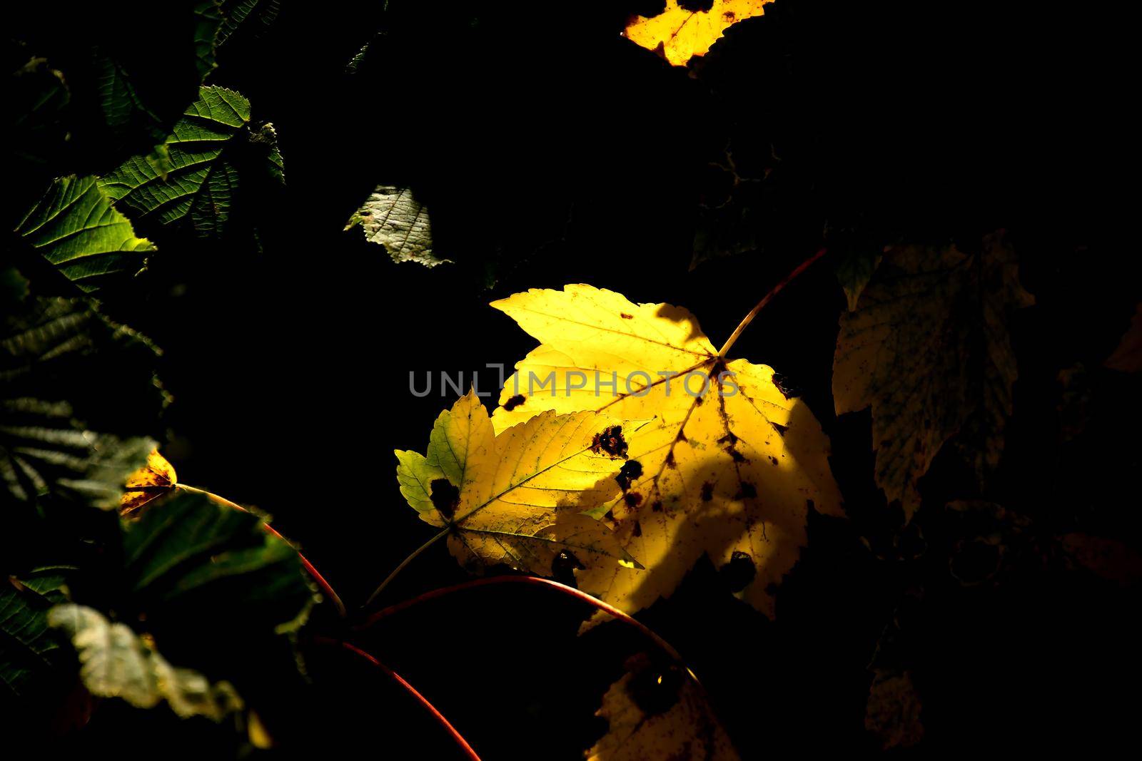 autumnal colored maple leaves in backlit