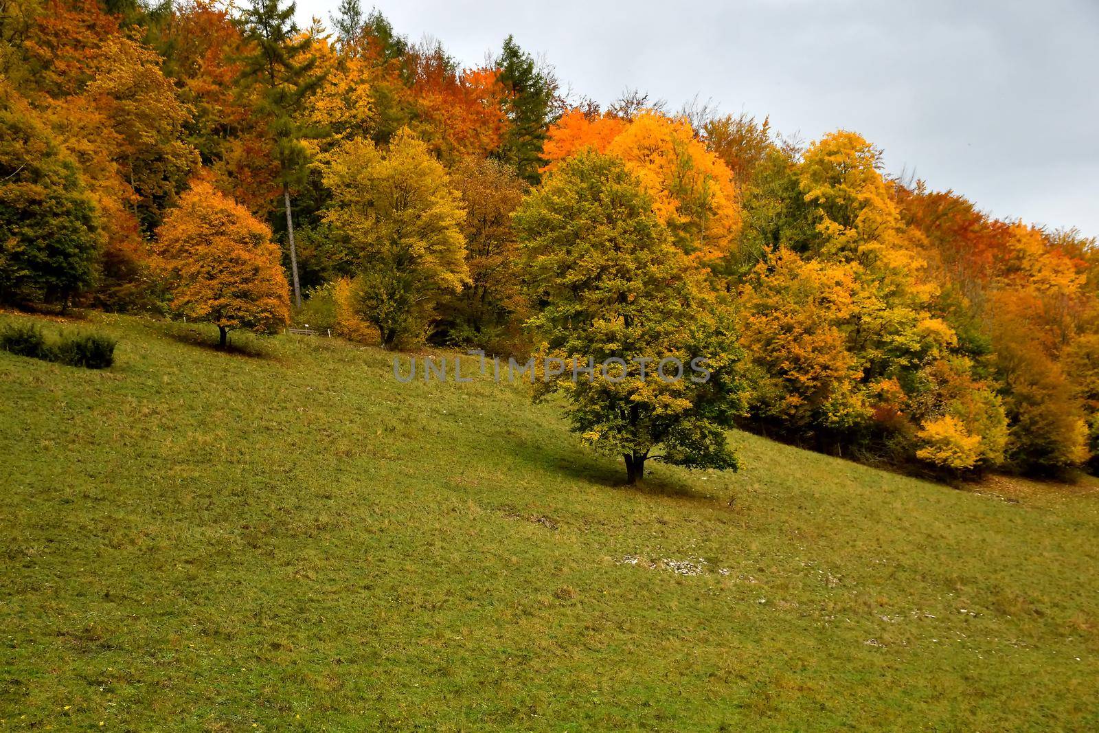 autumnal painted trees on a slope on a meadow by Jochen